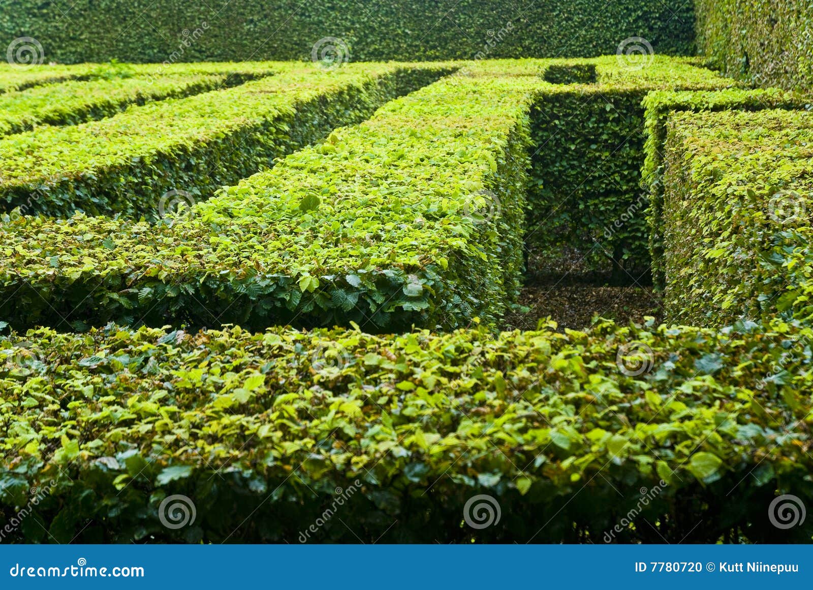 landscaped maze in park