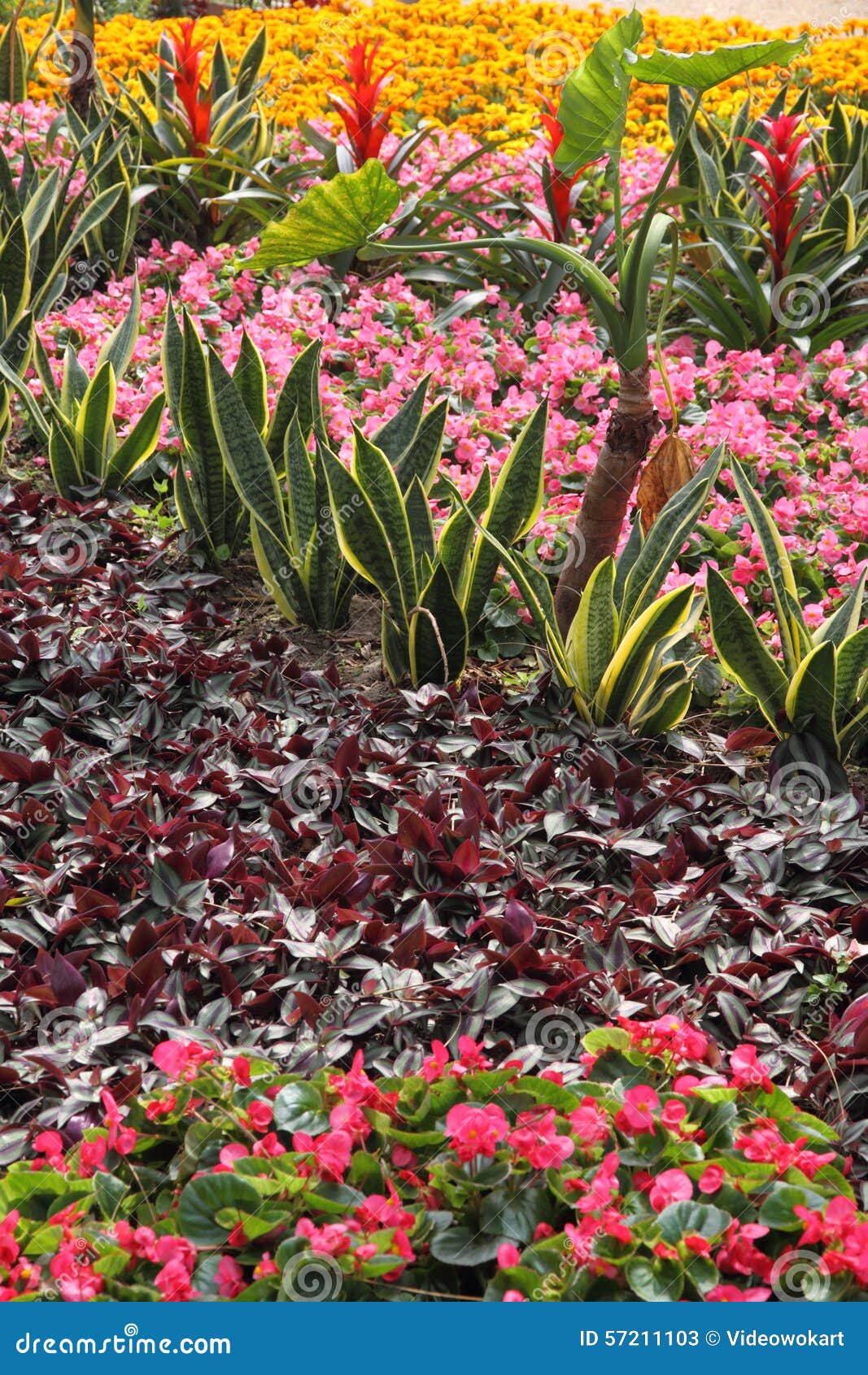 Landscaped Yard with Different Flowers and Plants Stock Image Image of blossom, flower 57211103