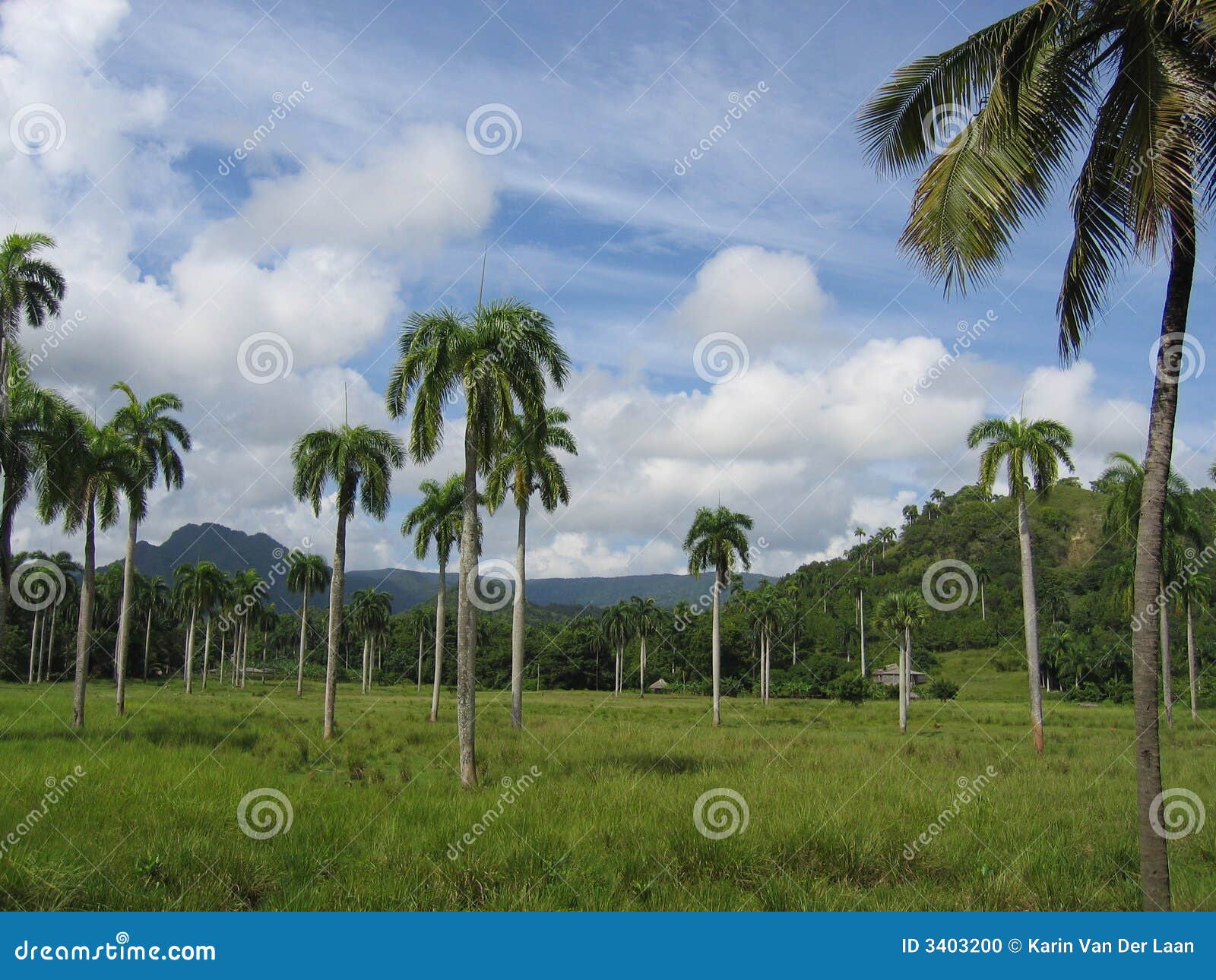 Landschaft Baracoa, Kuba stockfoto. Bild von nave, palme - 3403200