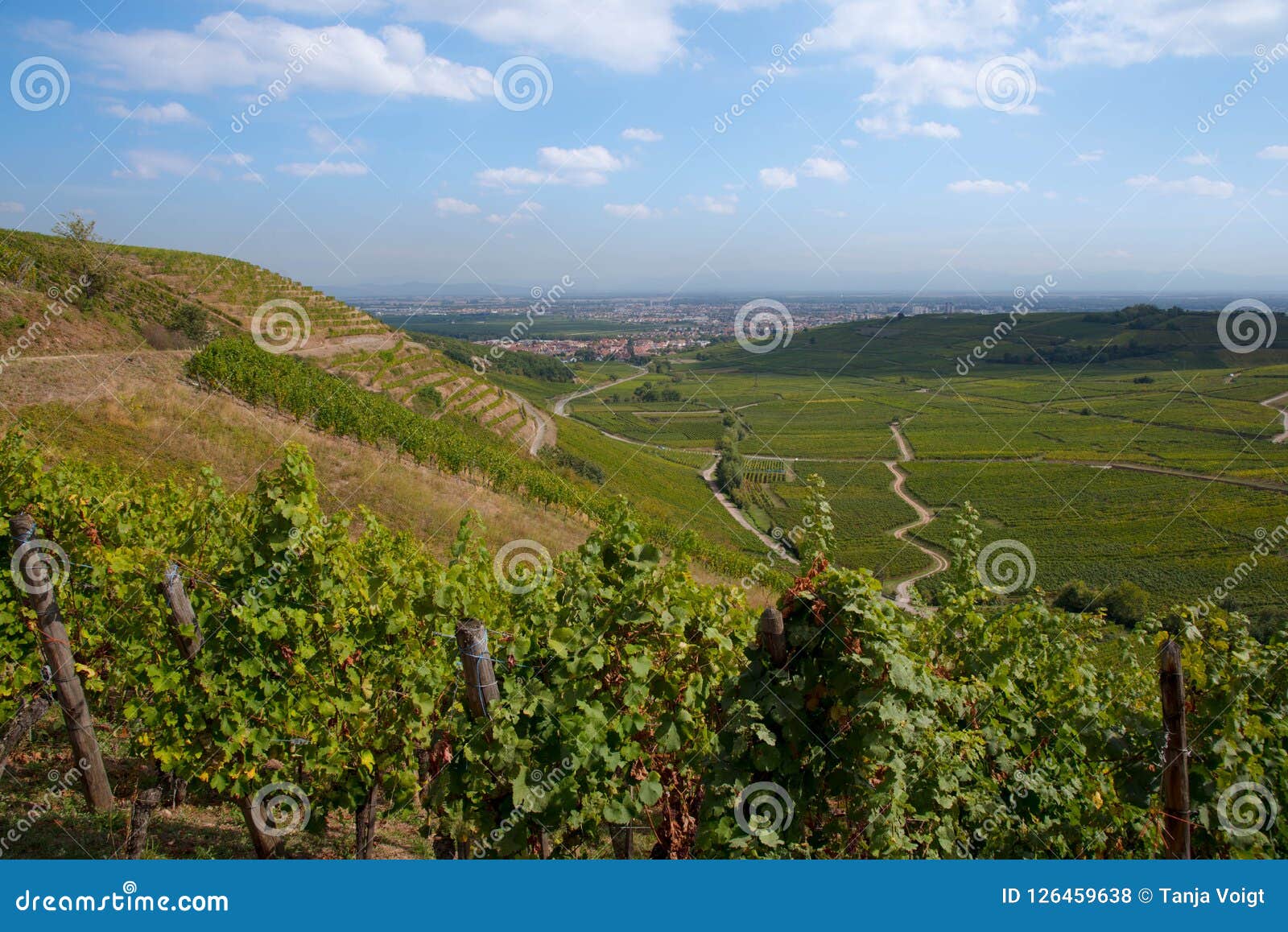 Landschaft Im Suden Von Elsass Stockfoto Bild Von Suden Landschaft