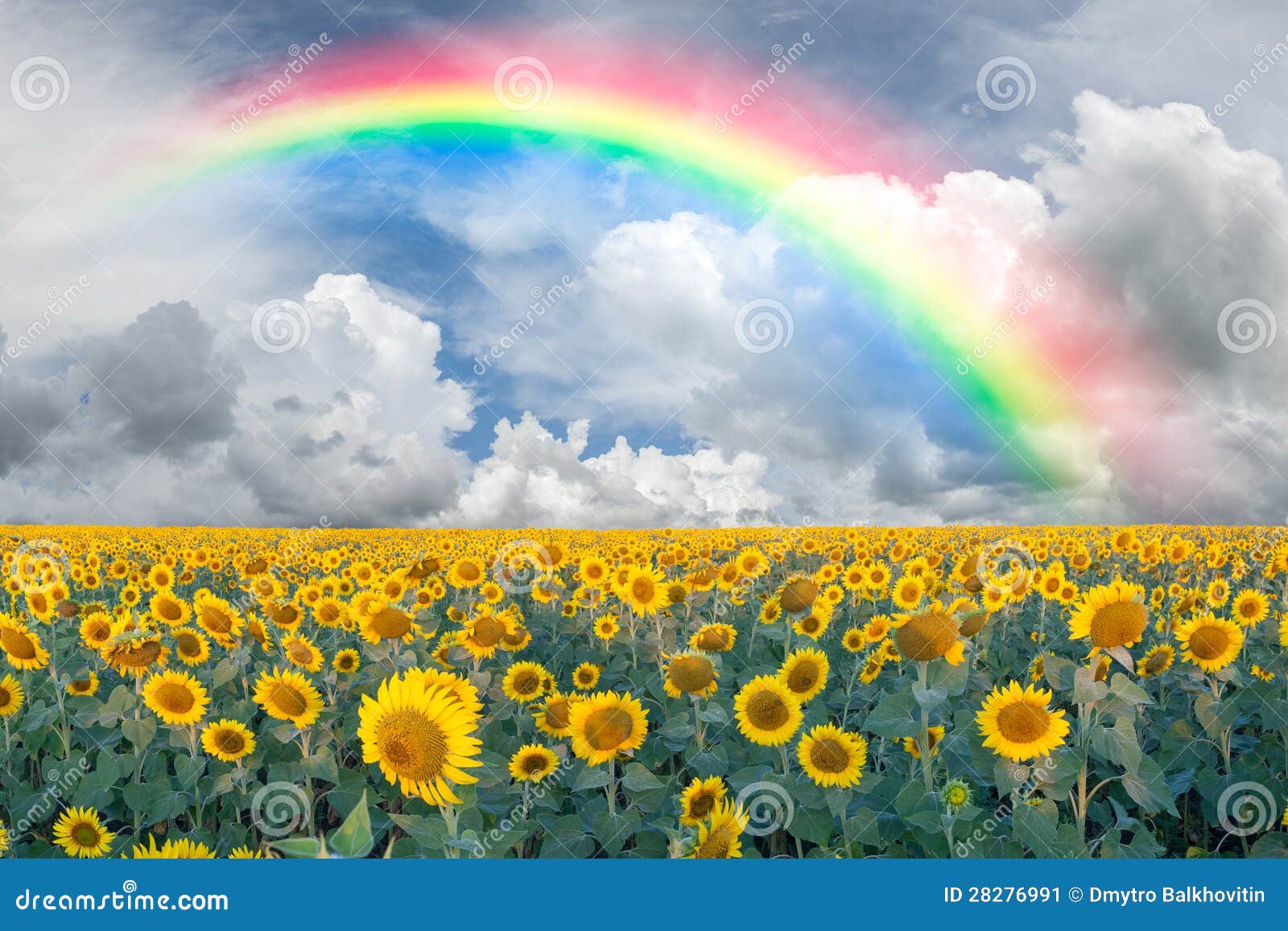 Oarencol Sonnenblume, Regenbogen-Sonnenblume, bunte Blumen