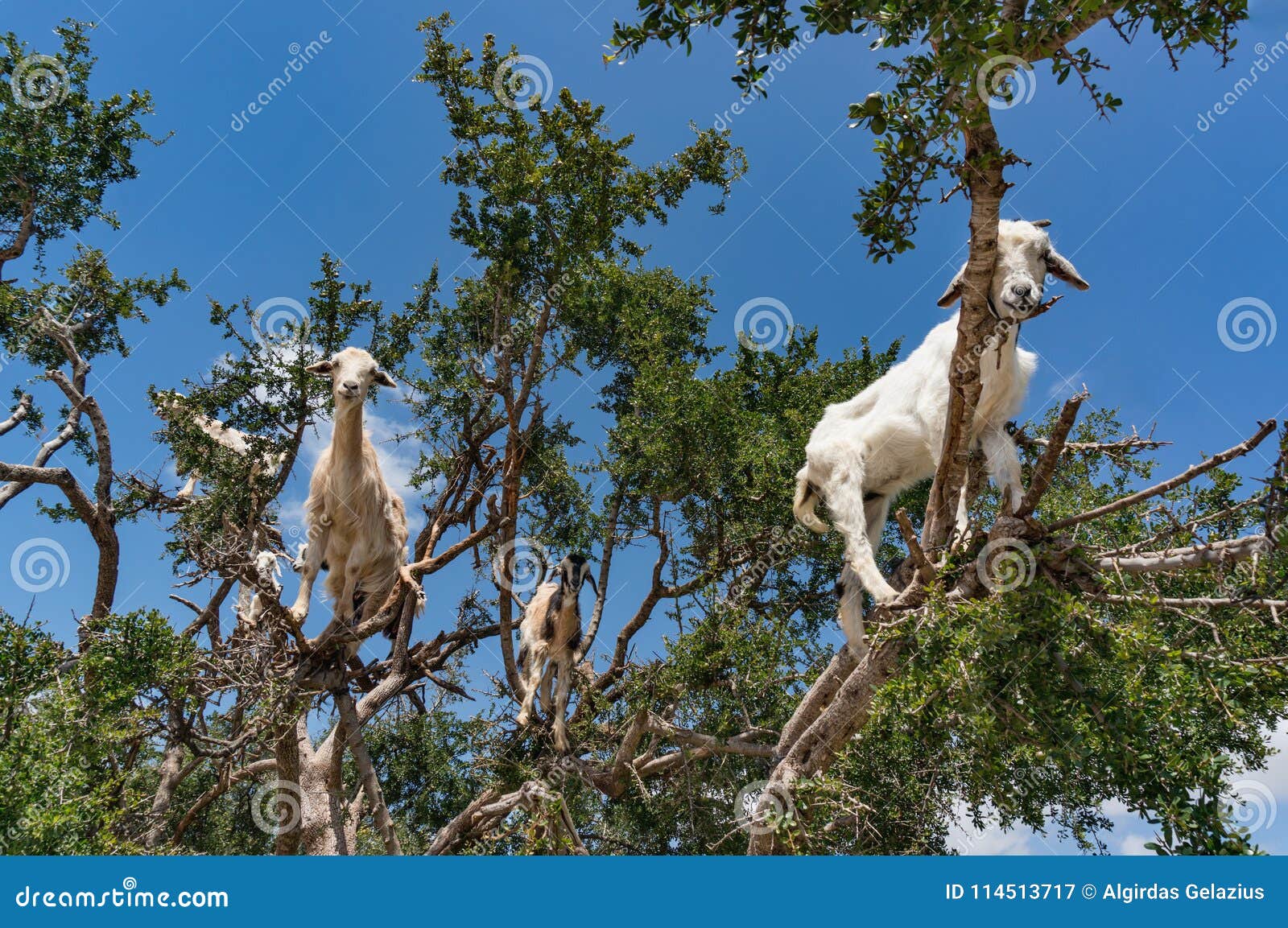 Ziegen auf baum