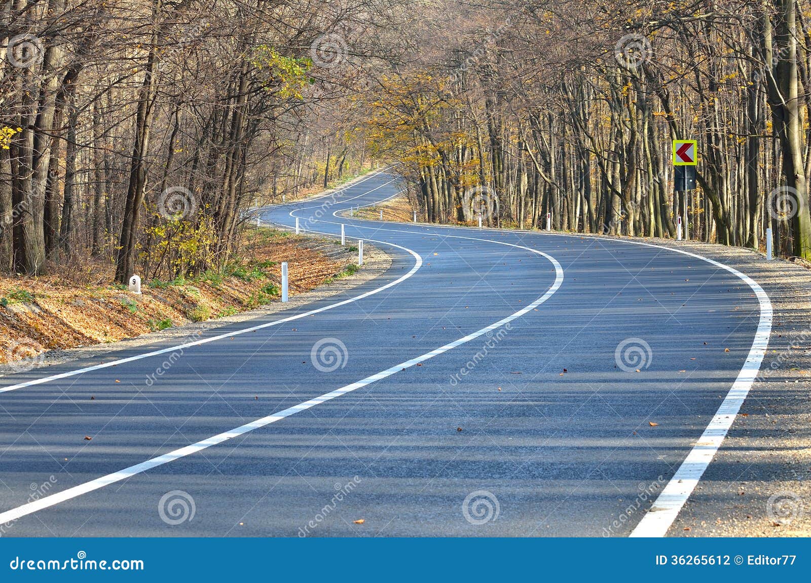 Landstraße durch den Wald. Leere Landstraße mit zwei Möglichkeiten durch den Wald in der Herbstsaison