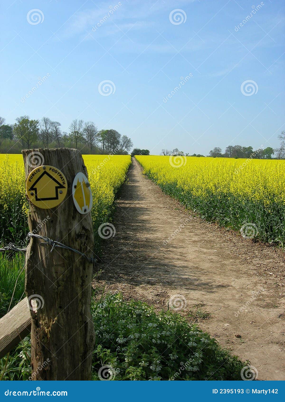 Landwege. Gekennzeichneter Weg durch ein Feld des Rapssamens in der vollen Blume