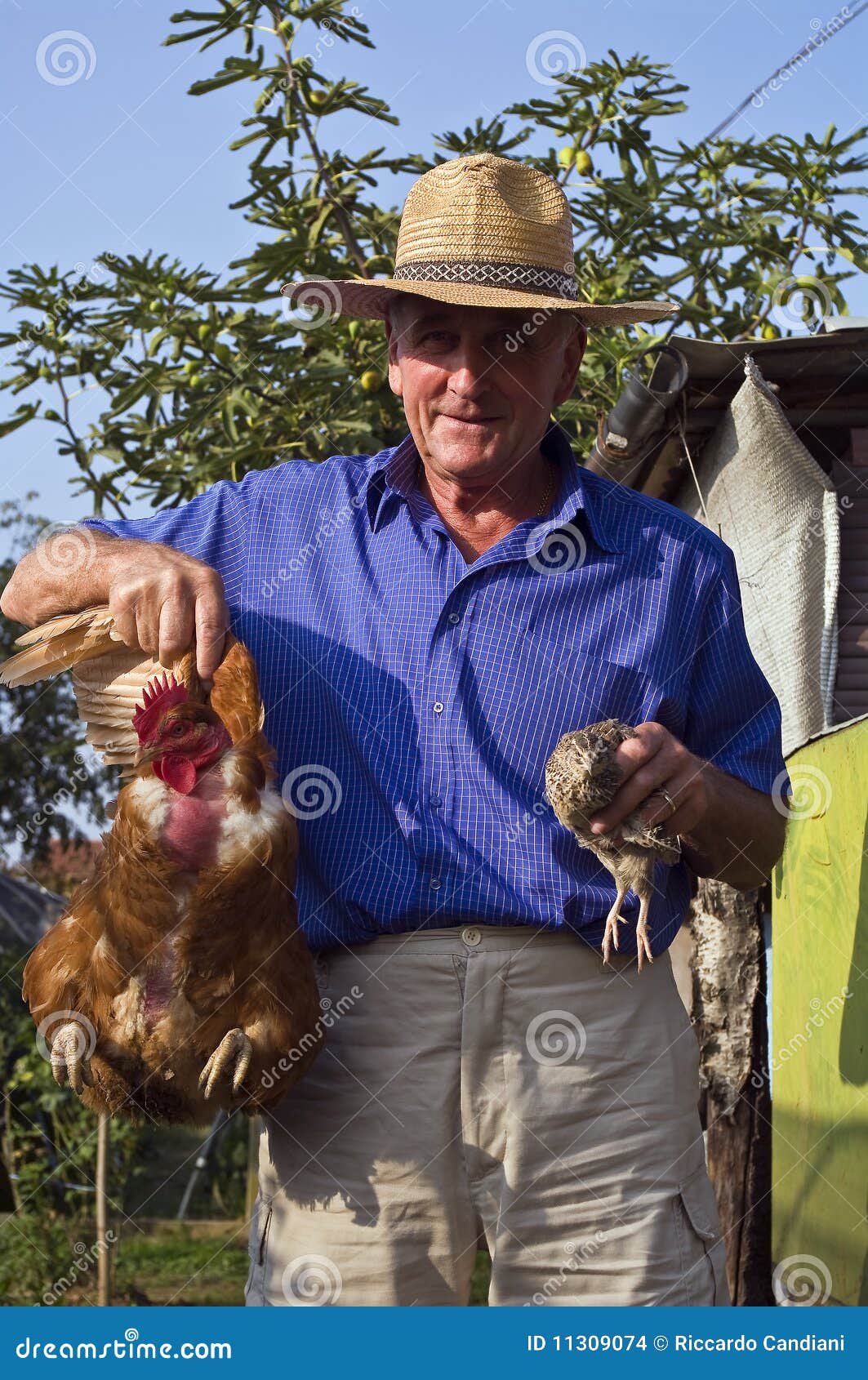 Landwirt aus Dielingen stattet sein Huhn mit Warnweste