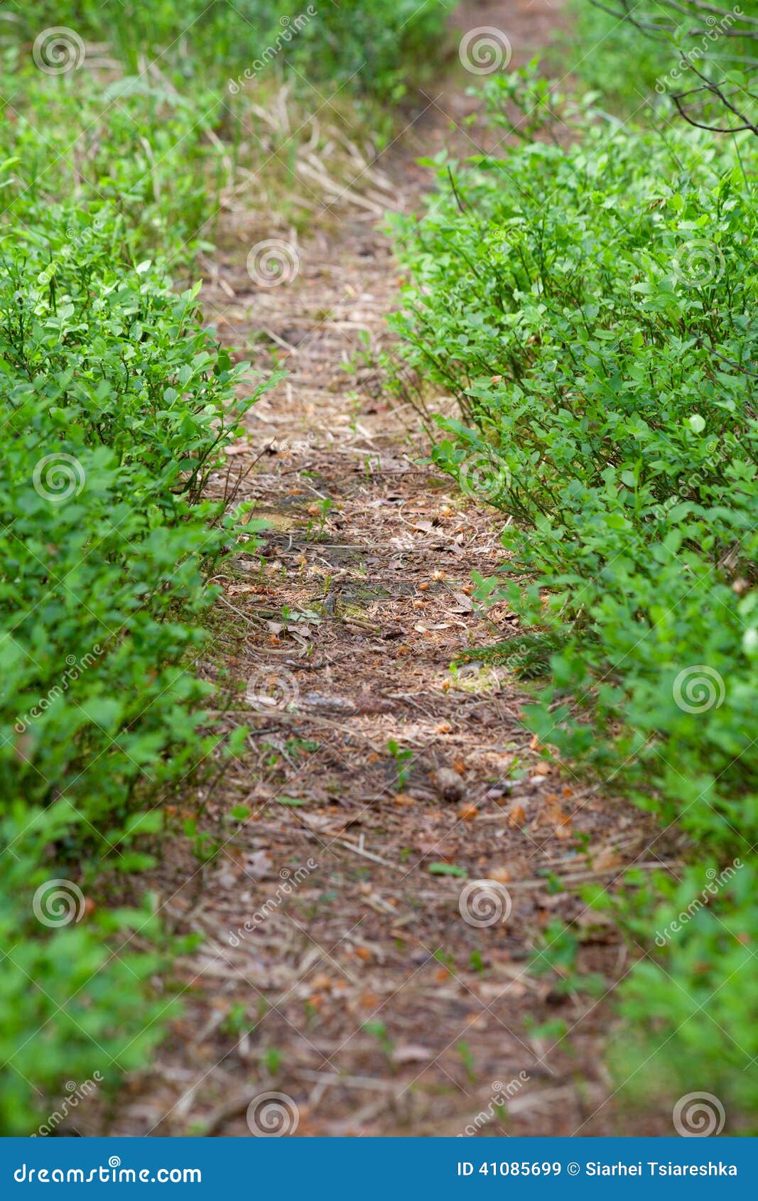 Lane across bilberry bush. stock image. Image of footpath 41085699