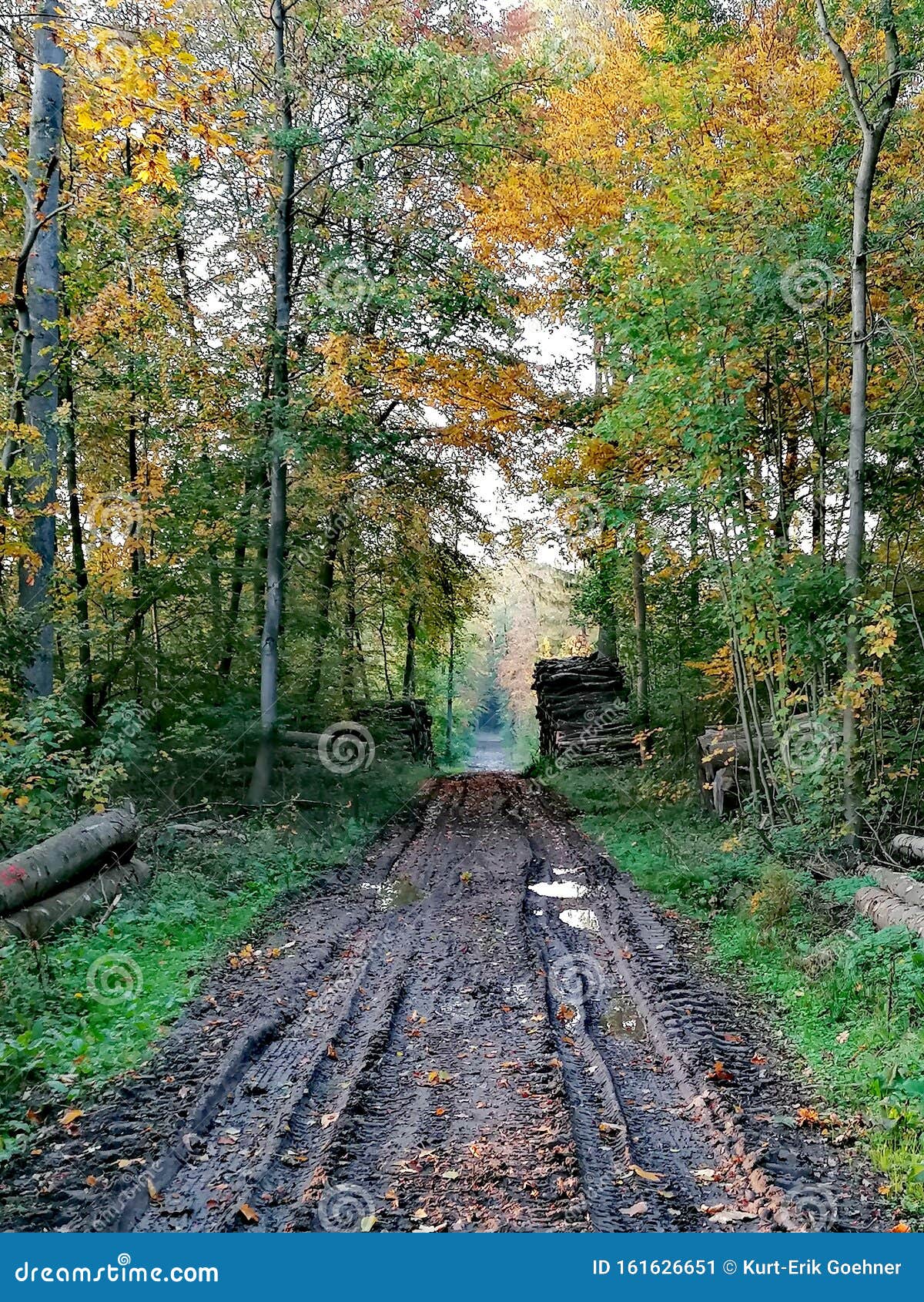 Lane in the forest stock image. Image of lane, trunk 161626651