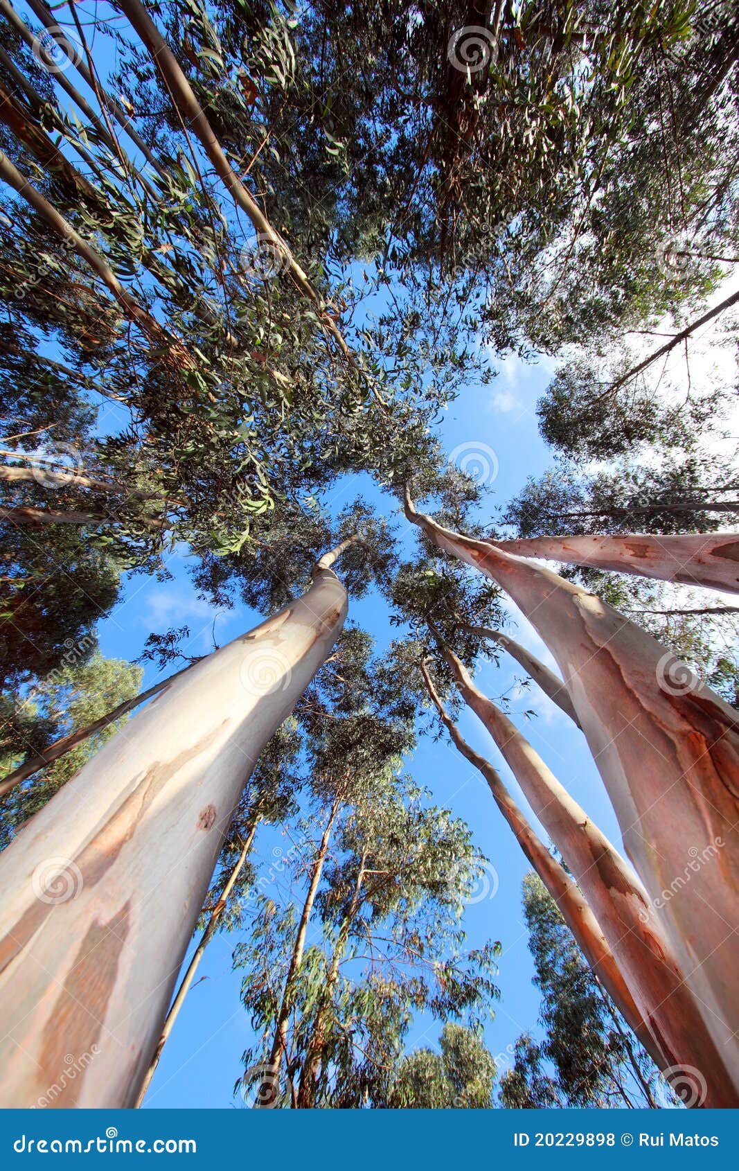 Lange Bomen. Een benedenmening van sommige lange en slanke bomen onder een heldere bewolkte blauwe hemel