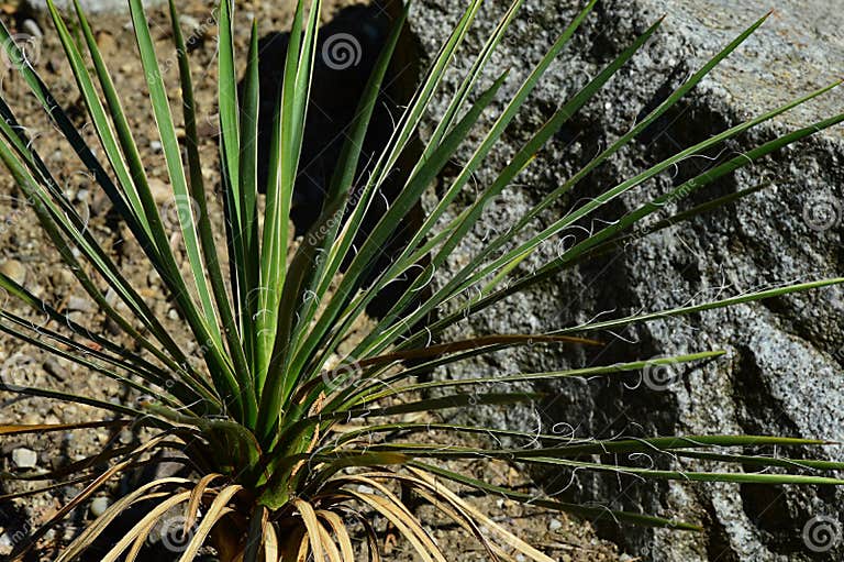 Lange Scharfe Blätter Junger Pflanzen Yucca Harrimaniae Auch Spanischer