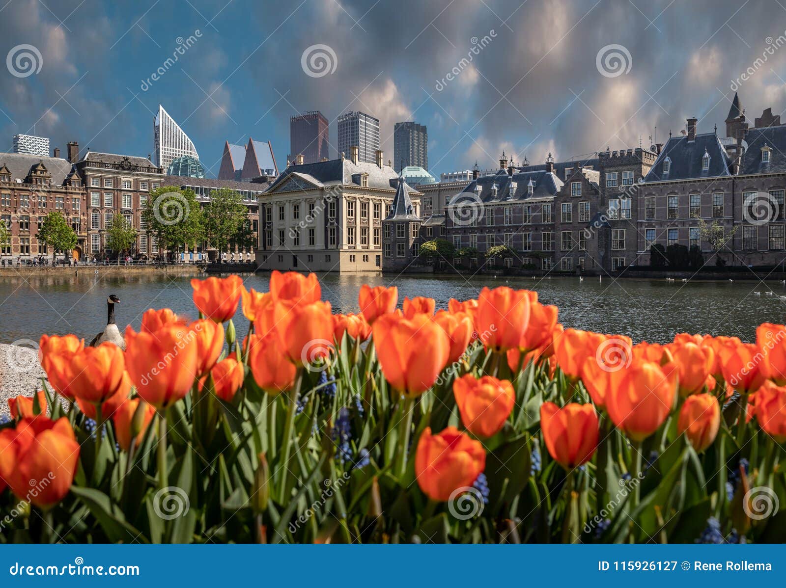 parlement buildings combinate with dutch tulips.