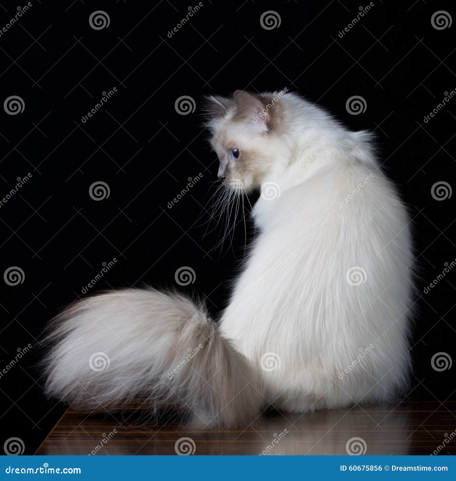 Langhaarige Katze Des Grauen Weiß Mit Blauen Augen Stockfoto