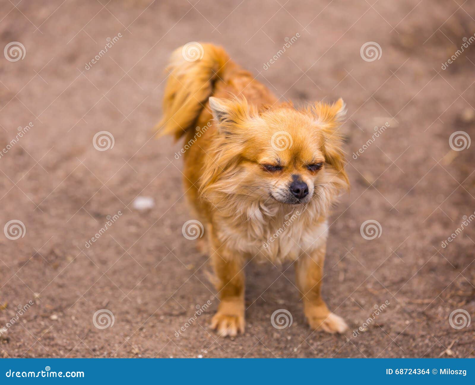 Langhaariger chiwawa Hund stockfoto. Bild von haar, chihuahua 68724364