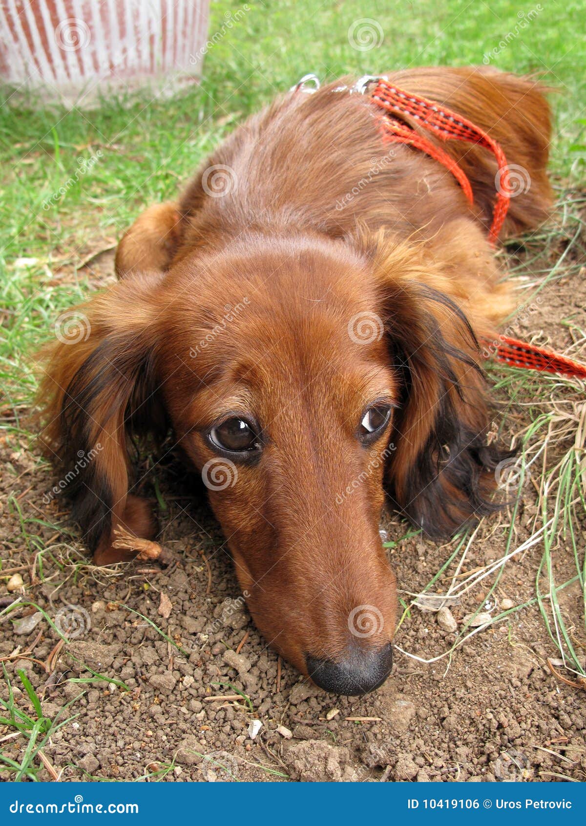 Langhaariger Hund Des Dachshund Stockfoto Bild von jagd, klein 10419106