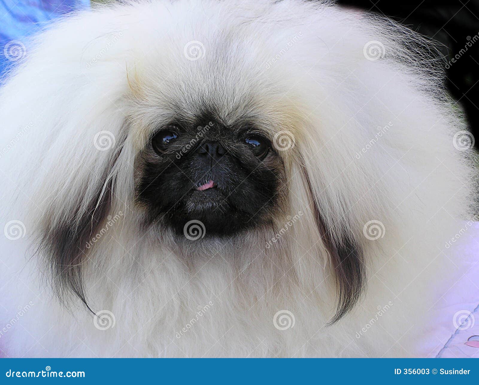 Langhaariger Kleiner Weißer Hund Stockbild Bild von wenig, haustier