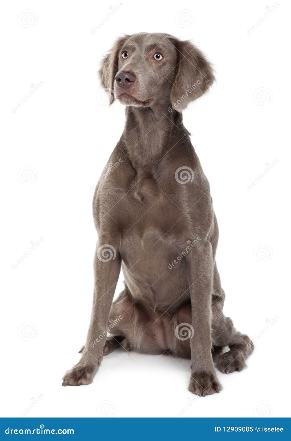 Langhaariger Weimaraner Hund, Sitzend Stockbild Bild von brut, länge
