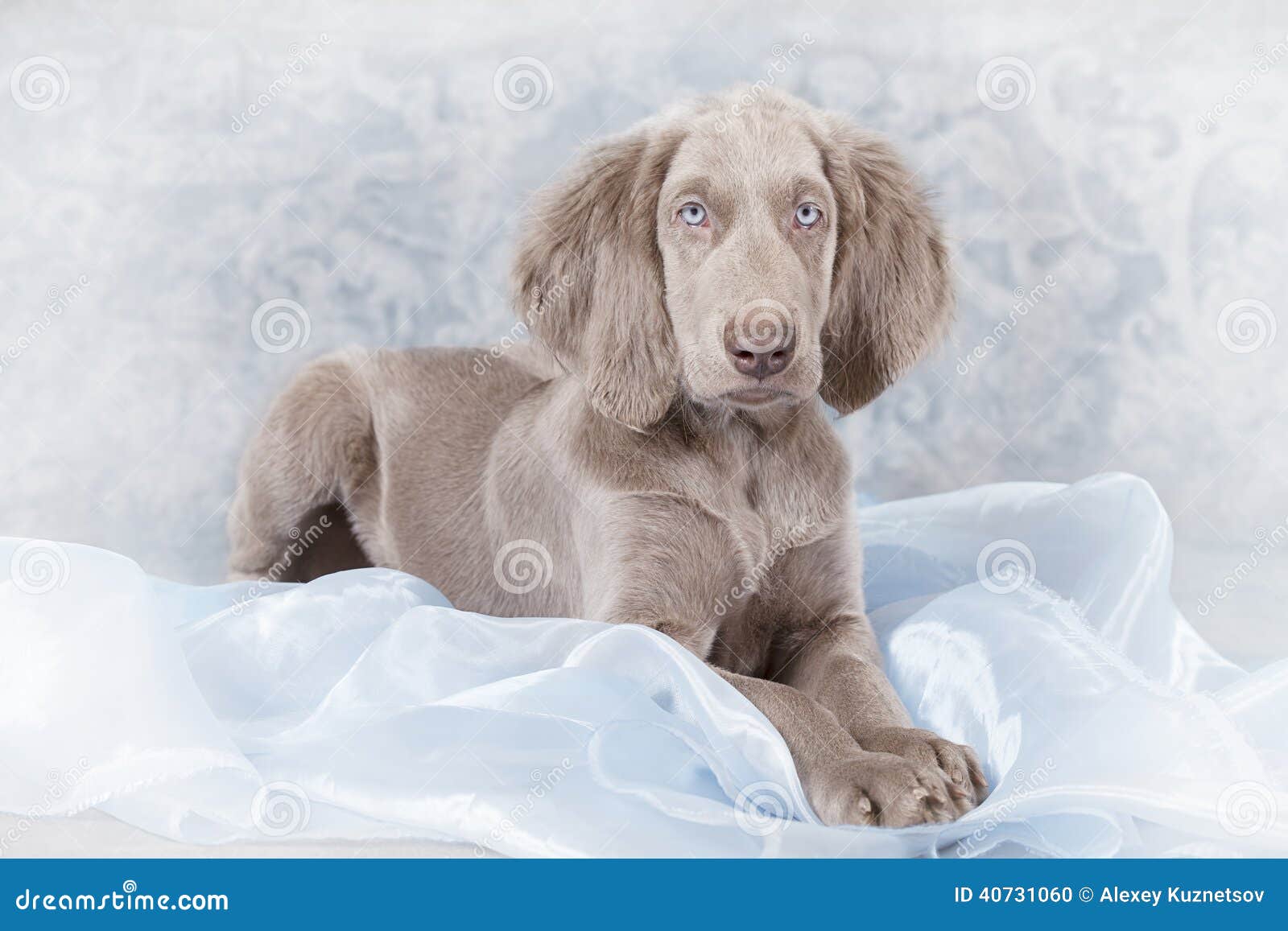 langhaariger weimaraner