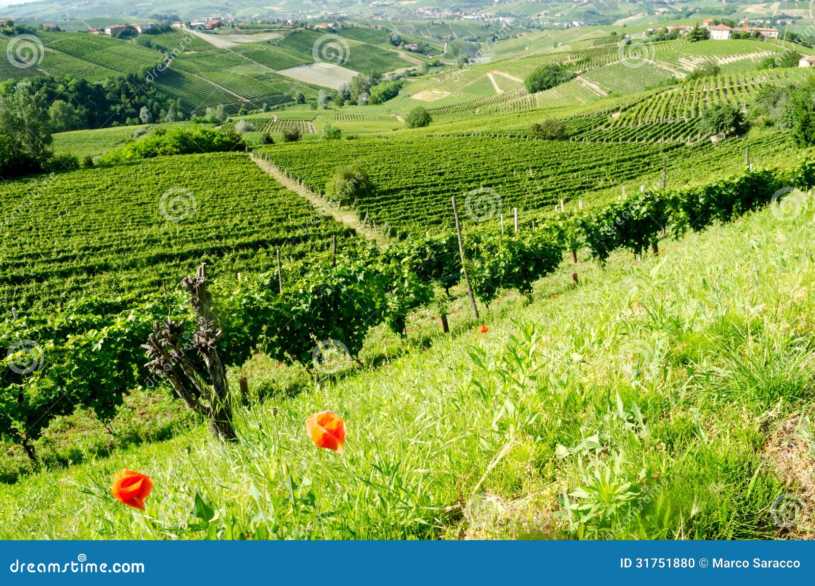 langhe, hilly wine region in piedmont, italy