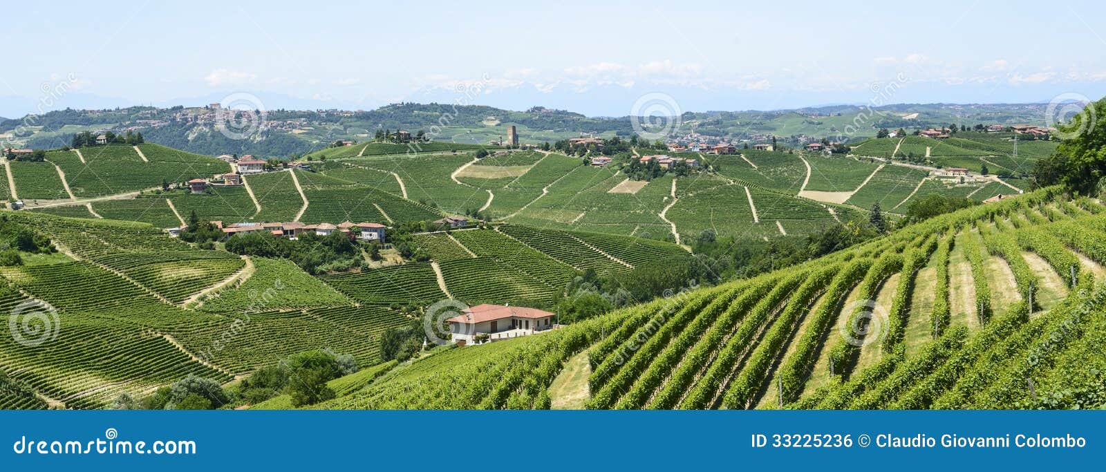 Langhe, vinhedos. Langhe (Asti, Cuneo, Piedmont, Itália) - ajardine no verão com vinhedos