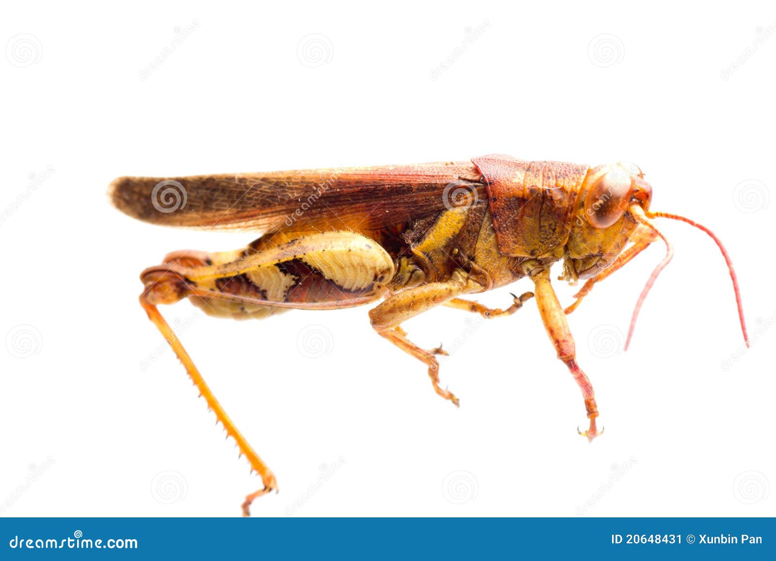 Langosta Del Saltamontes Del Insecto Imagen de archivo Imagen de fondo, escarabajo 20648431