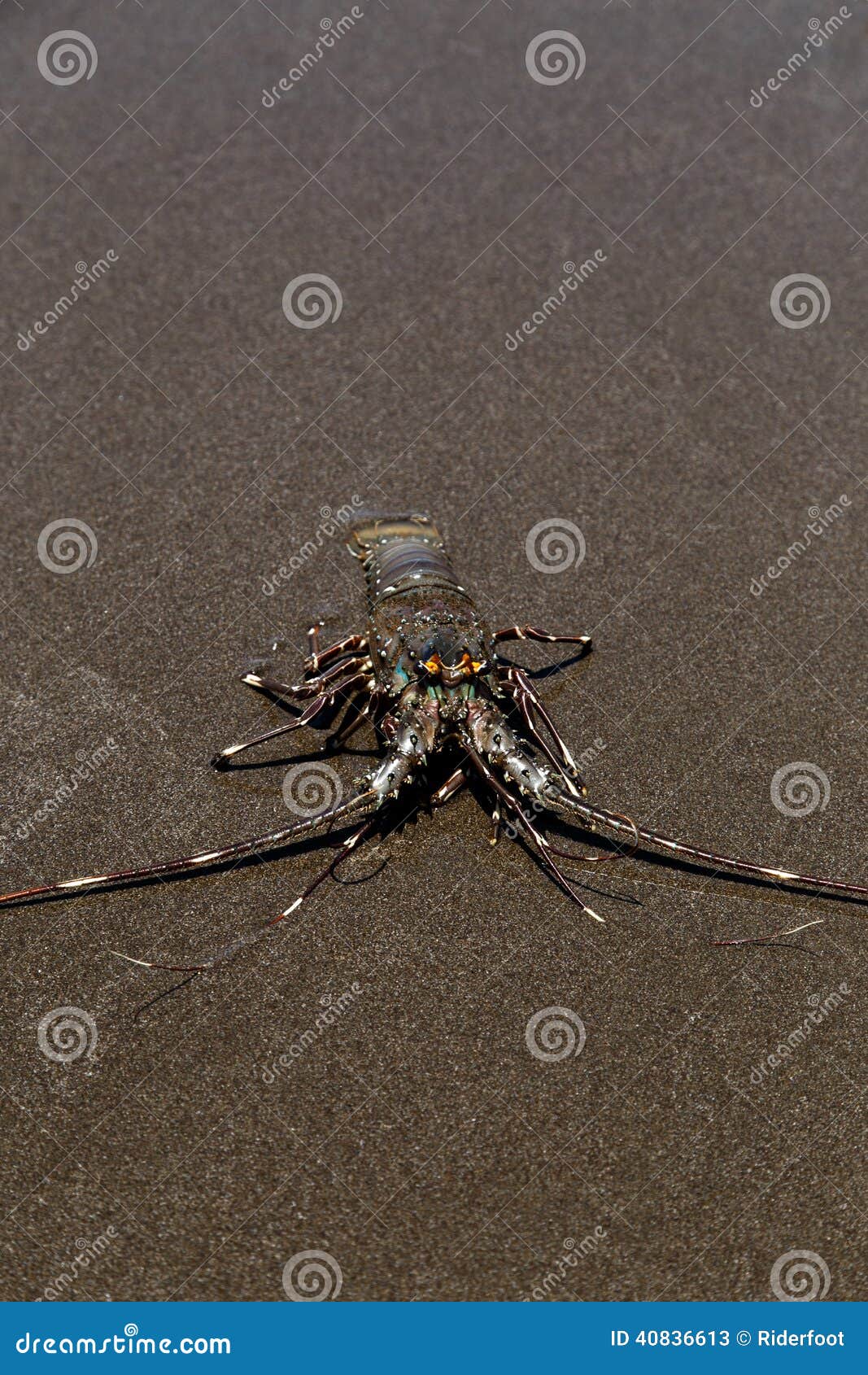 Langosta en la playa imagen de archivo. Imagen de habitat 40836613