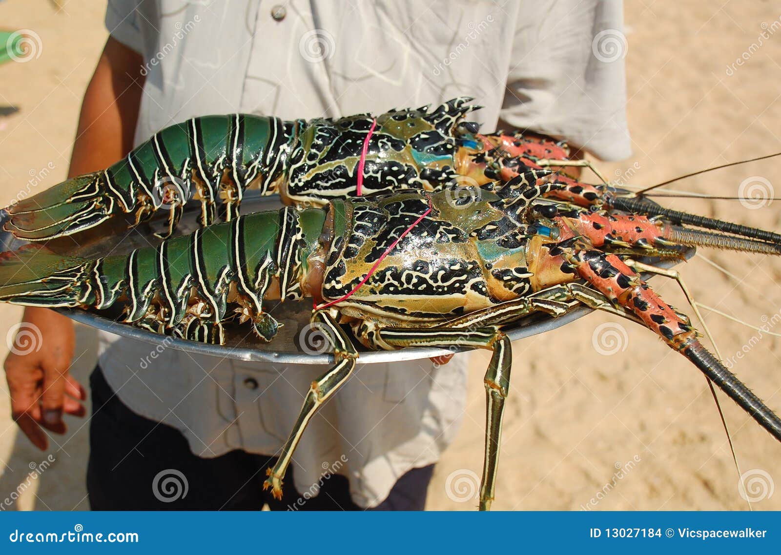 Langostas en la bandeja. Un camarero del restaurante de la playa está sosteniendo una bandeja con las langostas.