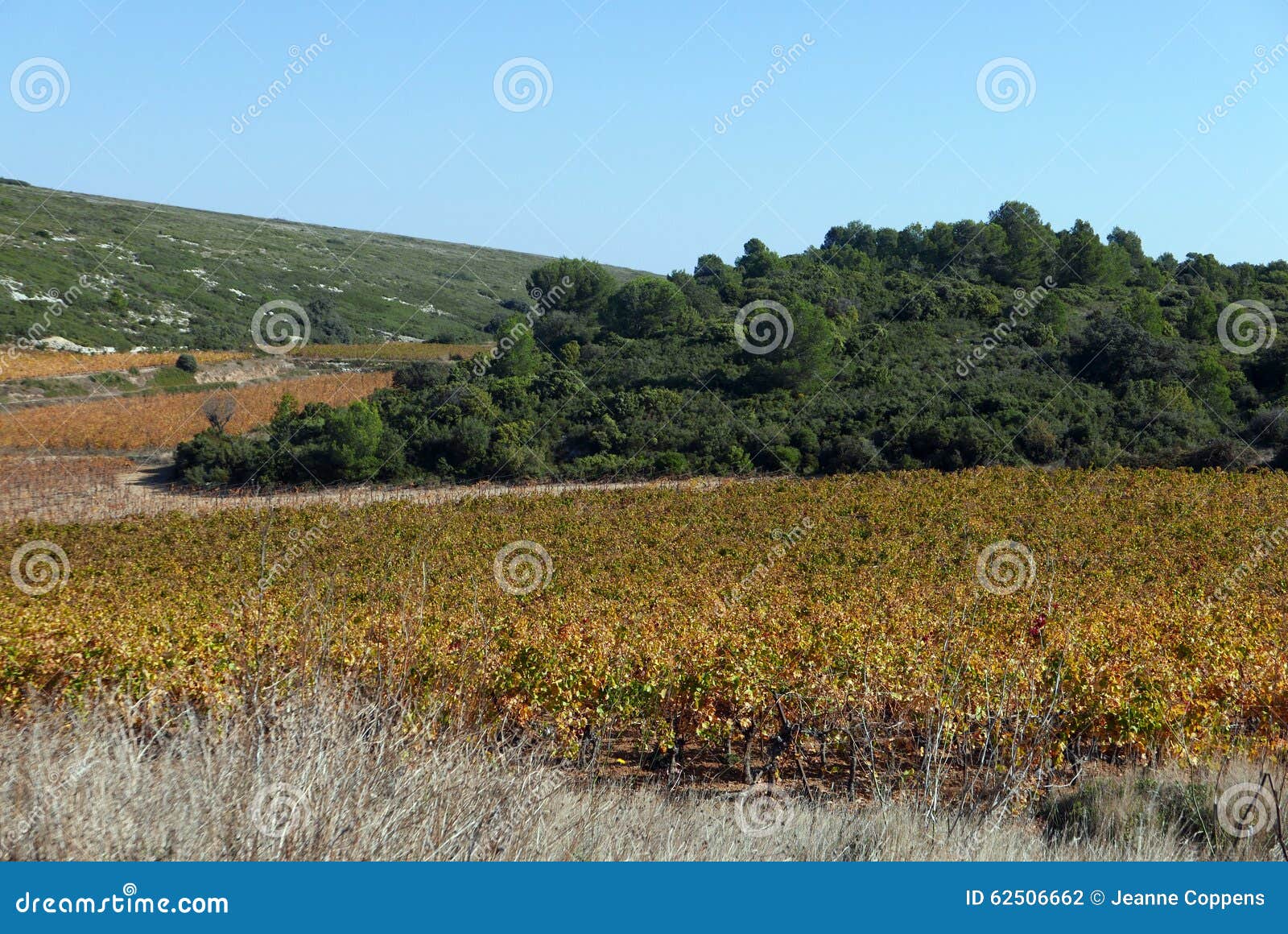 Languedoc Vineyards in Autumn. Stock Photo - Image of pine, mountain ...