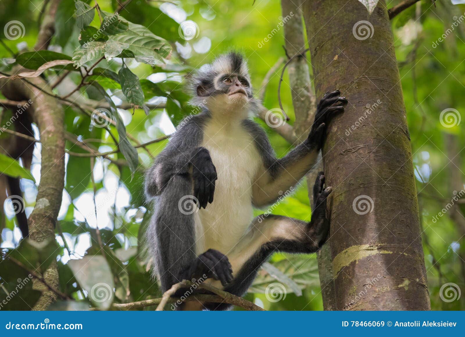 langur sits on thomas werke tolt tree trunk and is backed on the