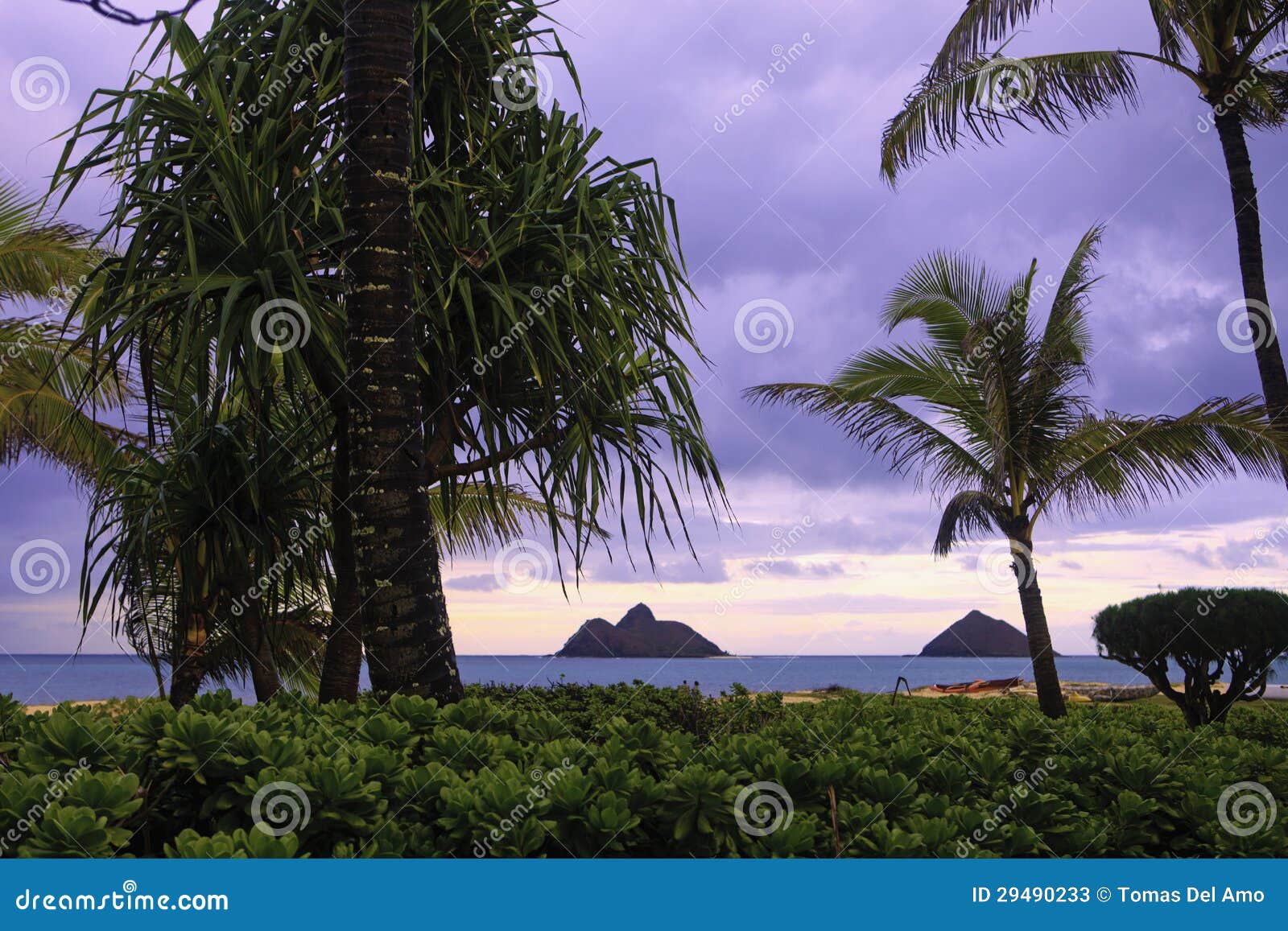 Lanikai Beach with Palm Trees Stock Image Image of clouds, hawaii