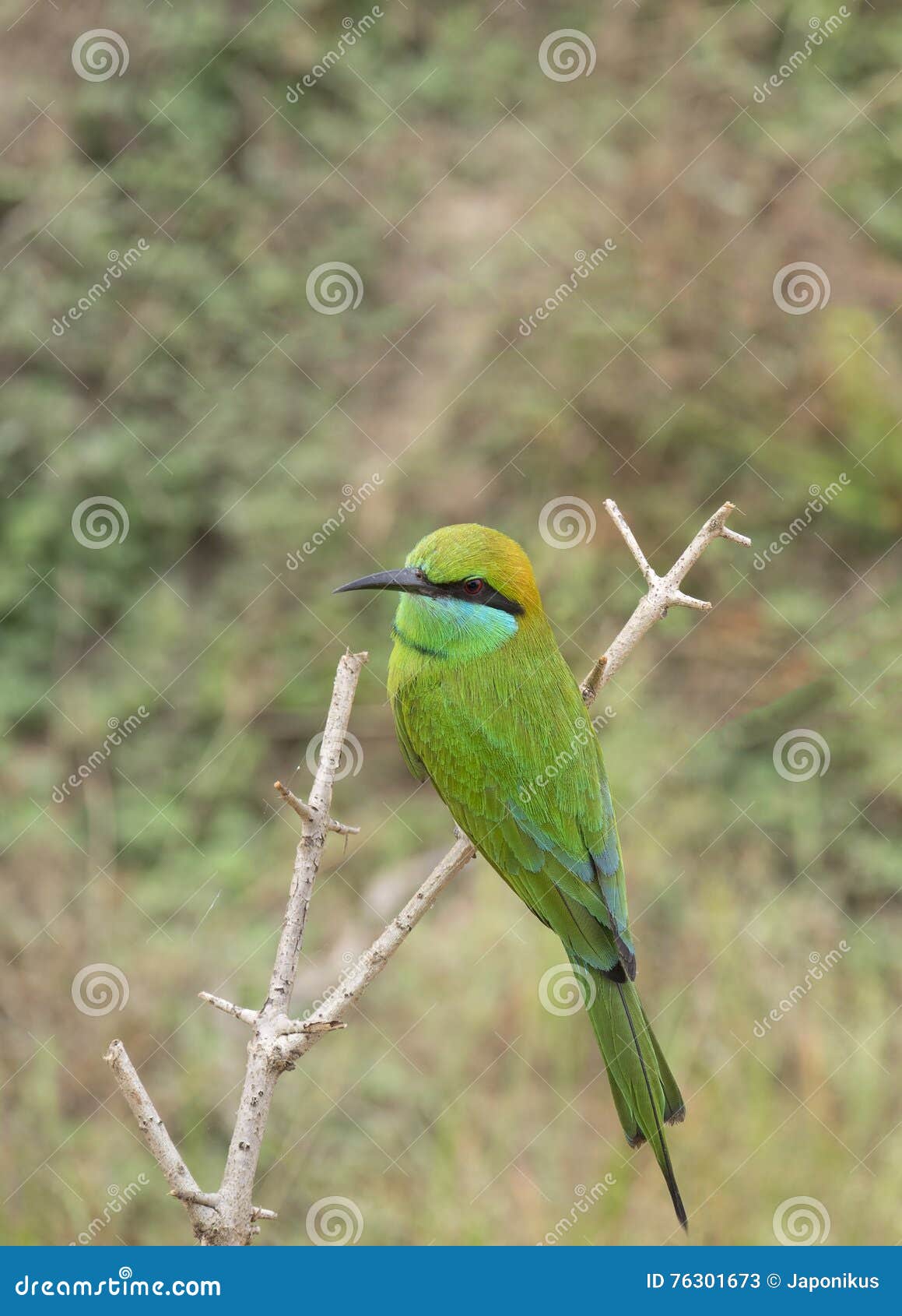 Птицы Зеленого Цвета Фото