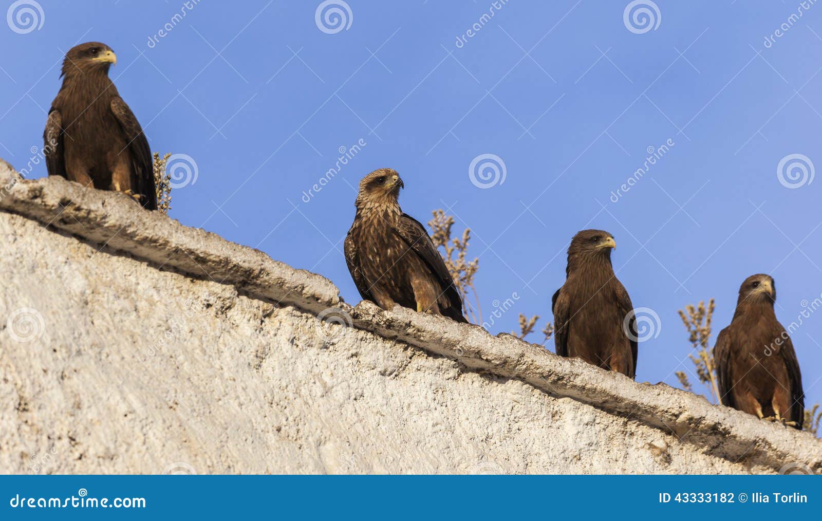 lanner falcons on the walls of open air butchery in city of jugol. harar. ethiopia.