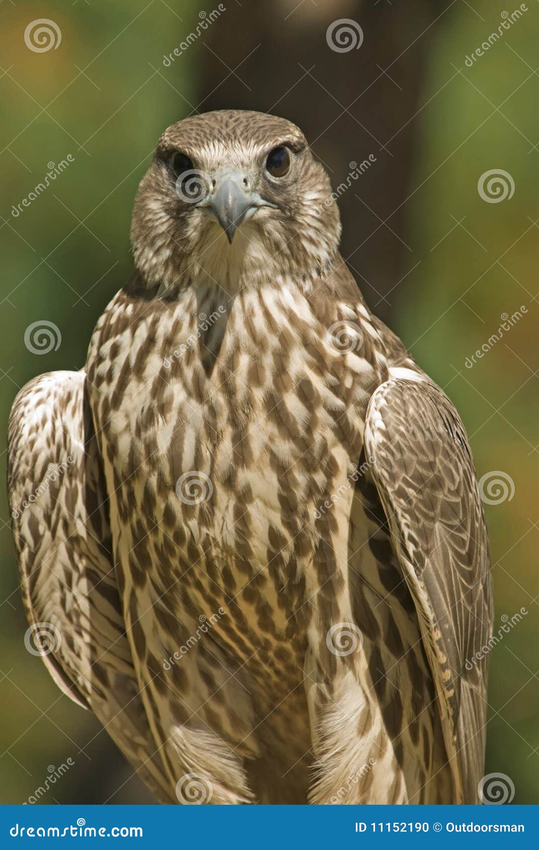 Lanner Falke (Falco biarmicus). Portrait eines jungen lanner Falken