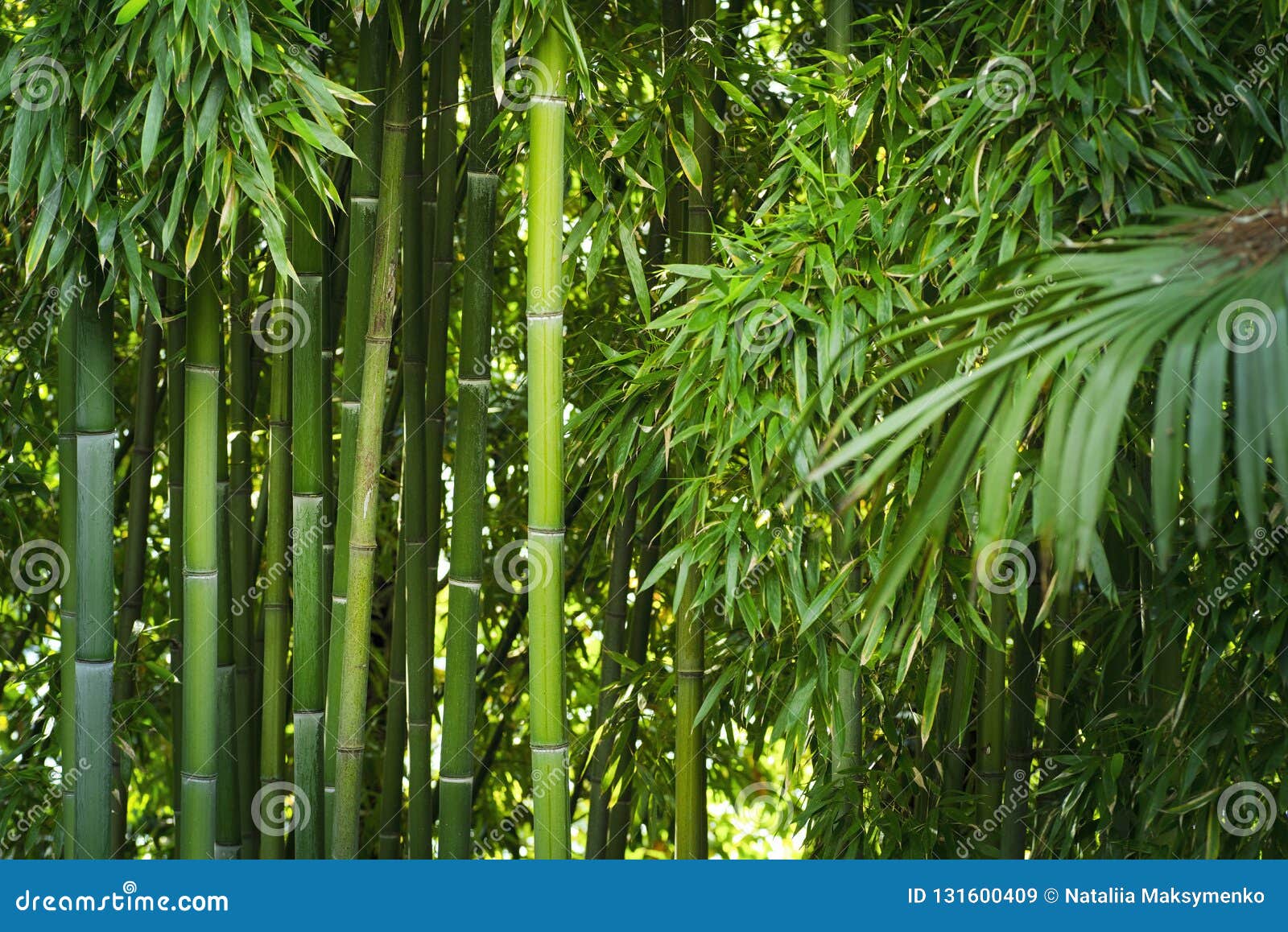Lanscape of Bamboo Tree in Tropical Rainforest.Bamboo Tree in Tropical . Stock Image Image of