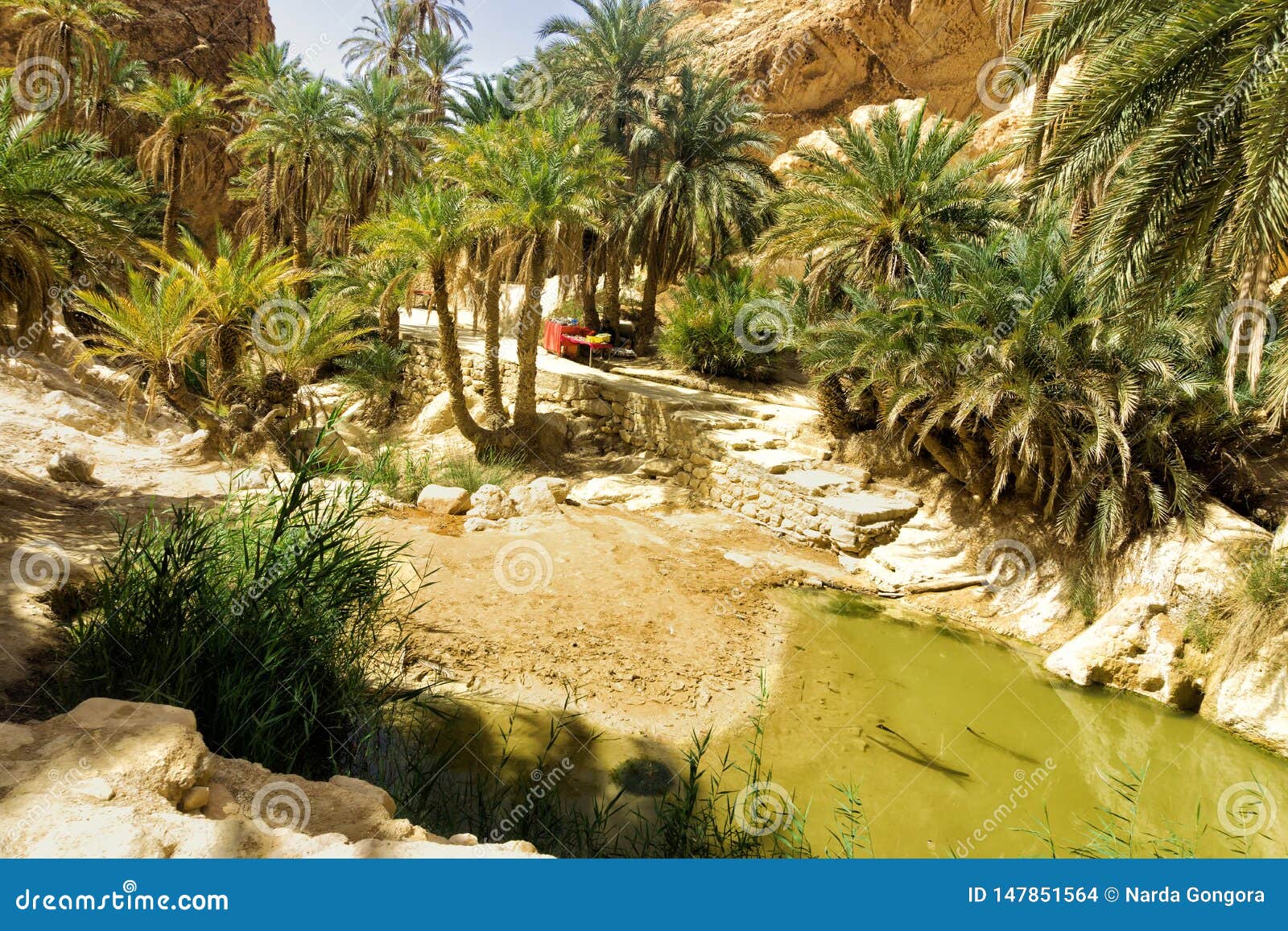 Lanscape of the Chebika Oasis, Tunisia Stock Photo - Image of tunisia