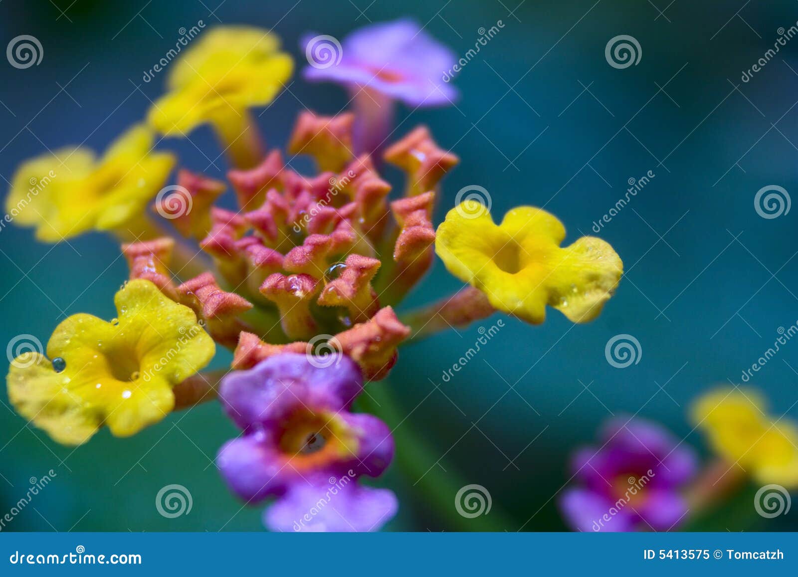 Il Lantana è un genere di circa 150 specie di piante di fioritura perenni, natali alle regioni tropicali dei Americas, dell'Africa e dell'esistenza poichè una pianta inclusa nelle numerose zone, particolarmente nella regione Australiano-Pacifica. Il genere include entrambi i piante erbacee ed arbusti che diventano alto 0.5-2 m. I loro nomi comuni sono verbenas o lantanas dell'arbusto.