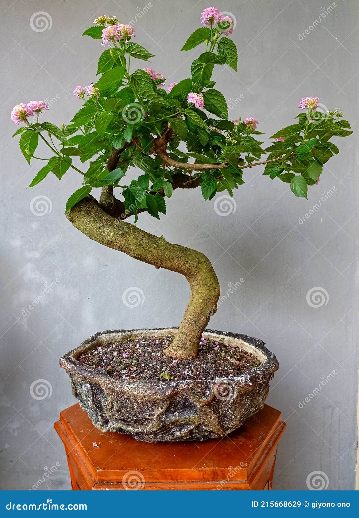 Lantana bonsai stock image. Image of adenium, leaf, flower 215668629