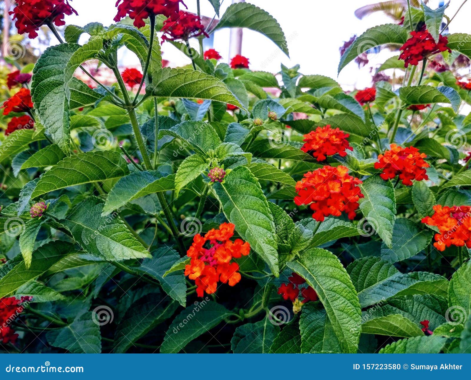 Lantana Camara Dallas Red Plants and Flowers Stock Photo - Image of  redsage, camara: 157223580