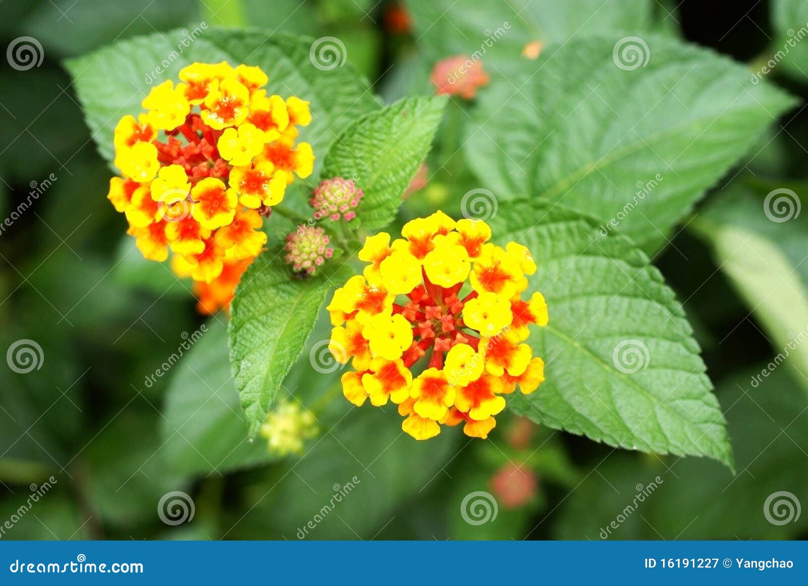 lantana camara flowers