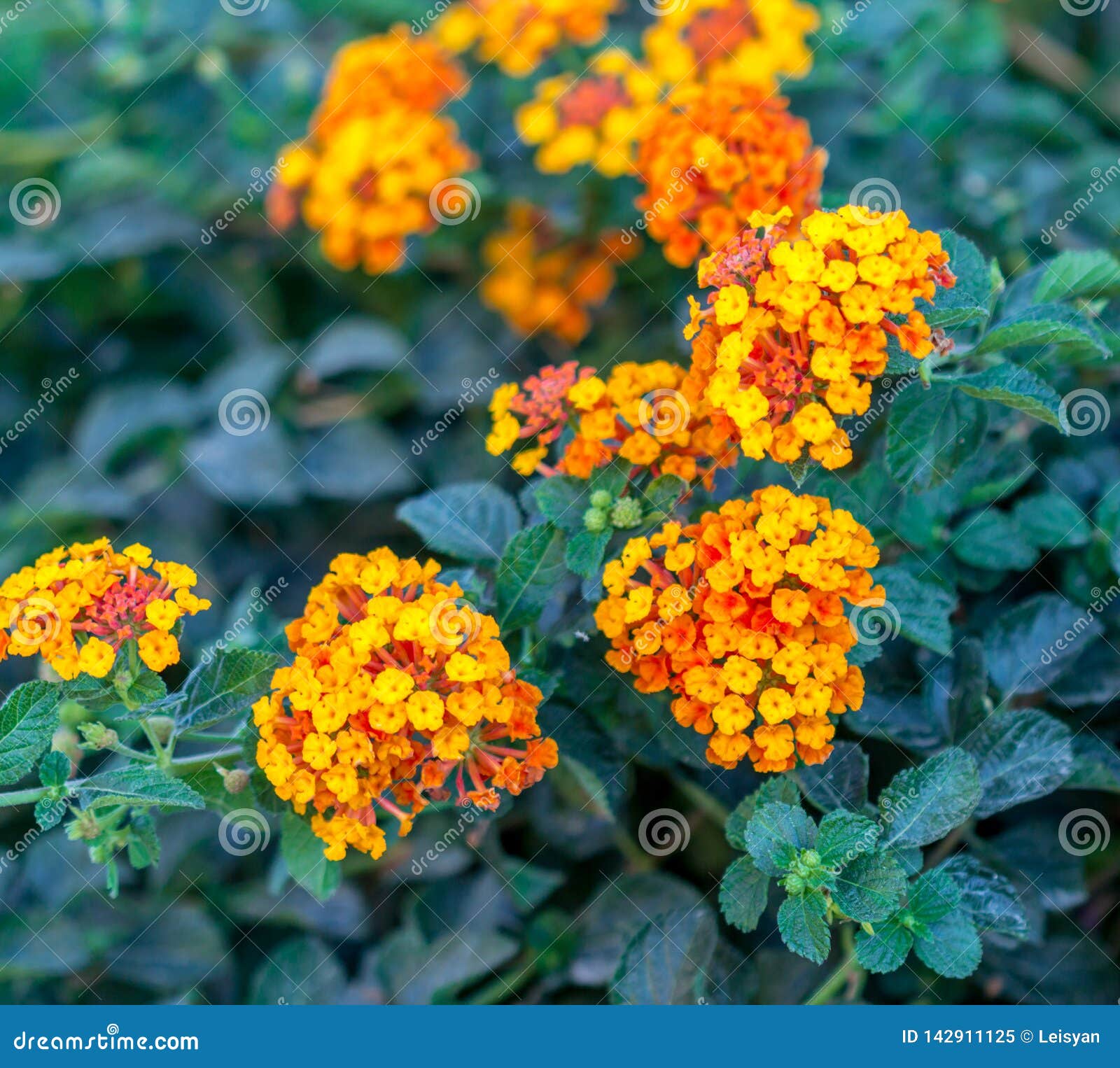 Lantana camara flowers stock image. Image of season - 142911125