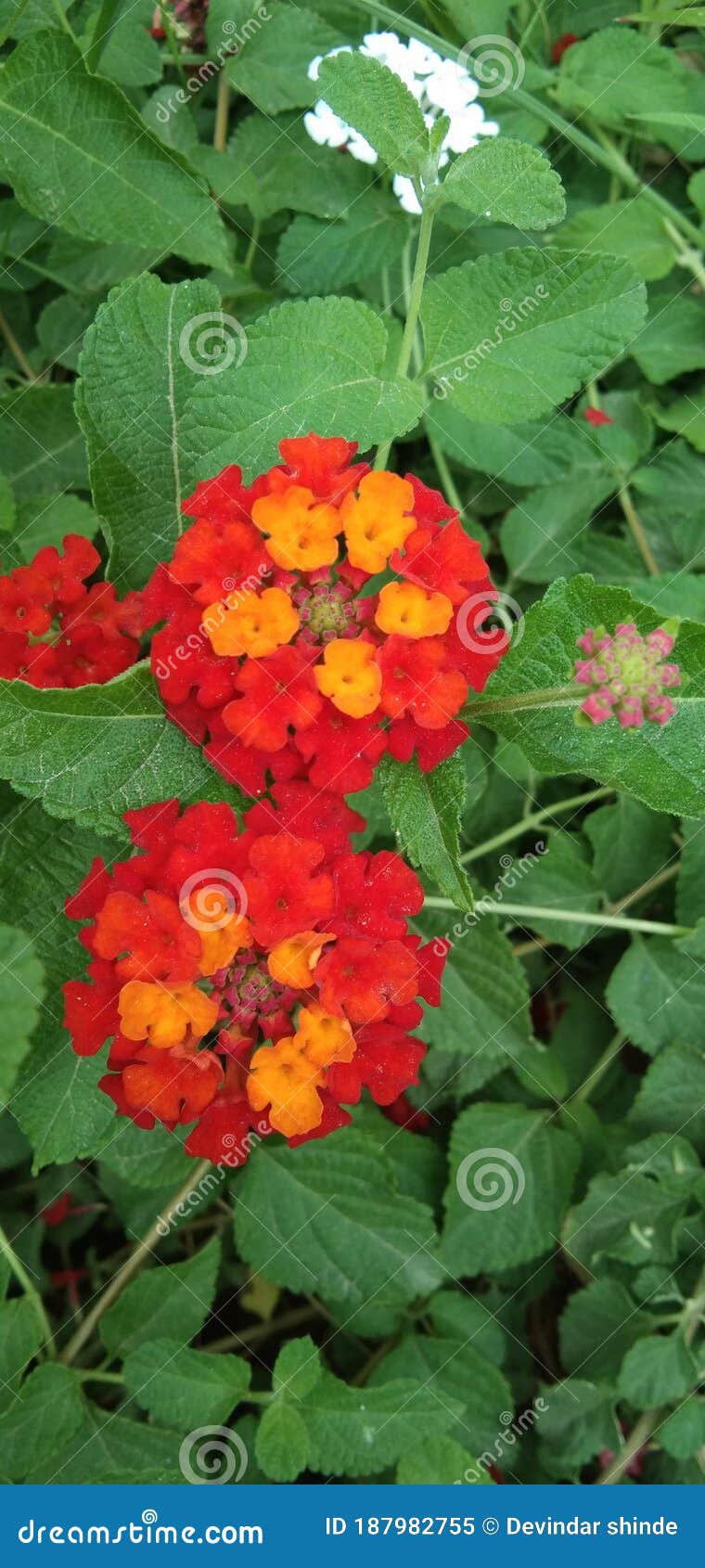 Lantana Camara Red Orange Flower Back Leaf Stock Image Image of food
