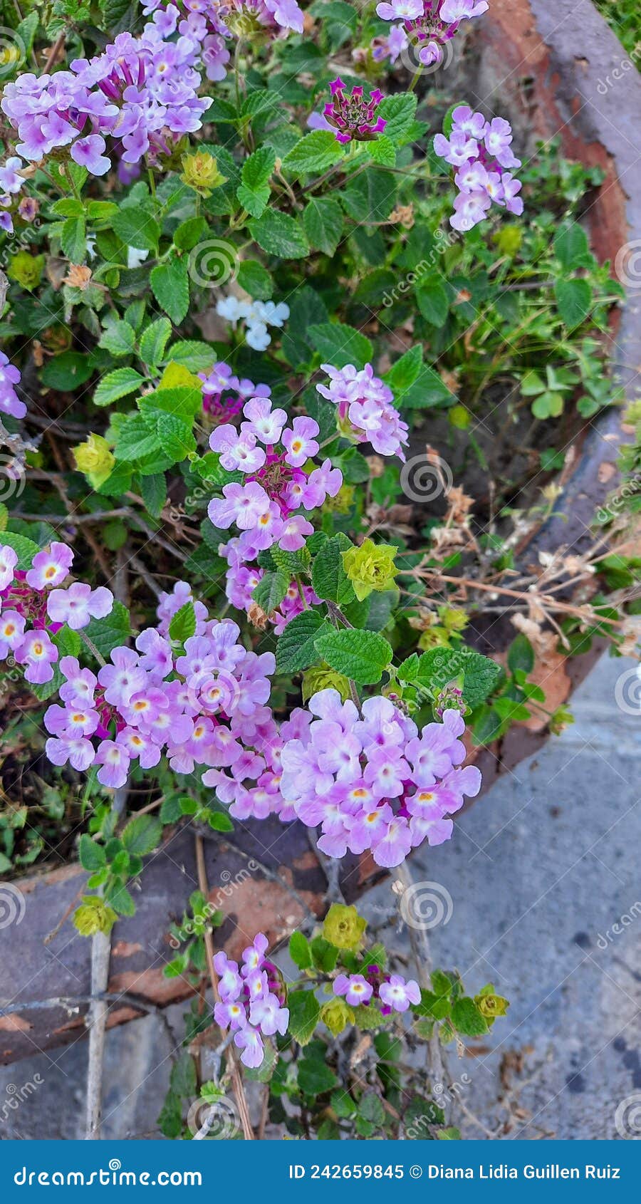 lantana confeti tricolor