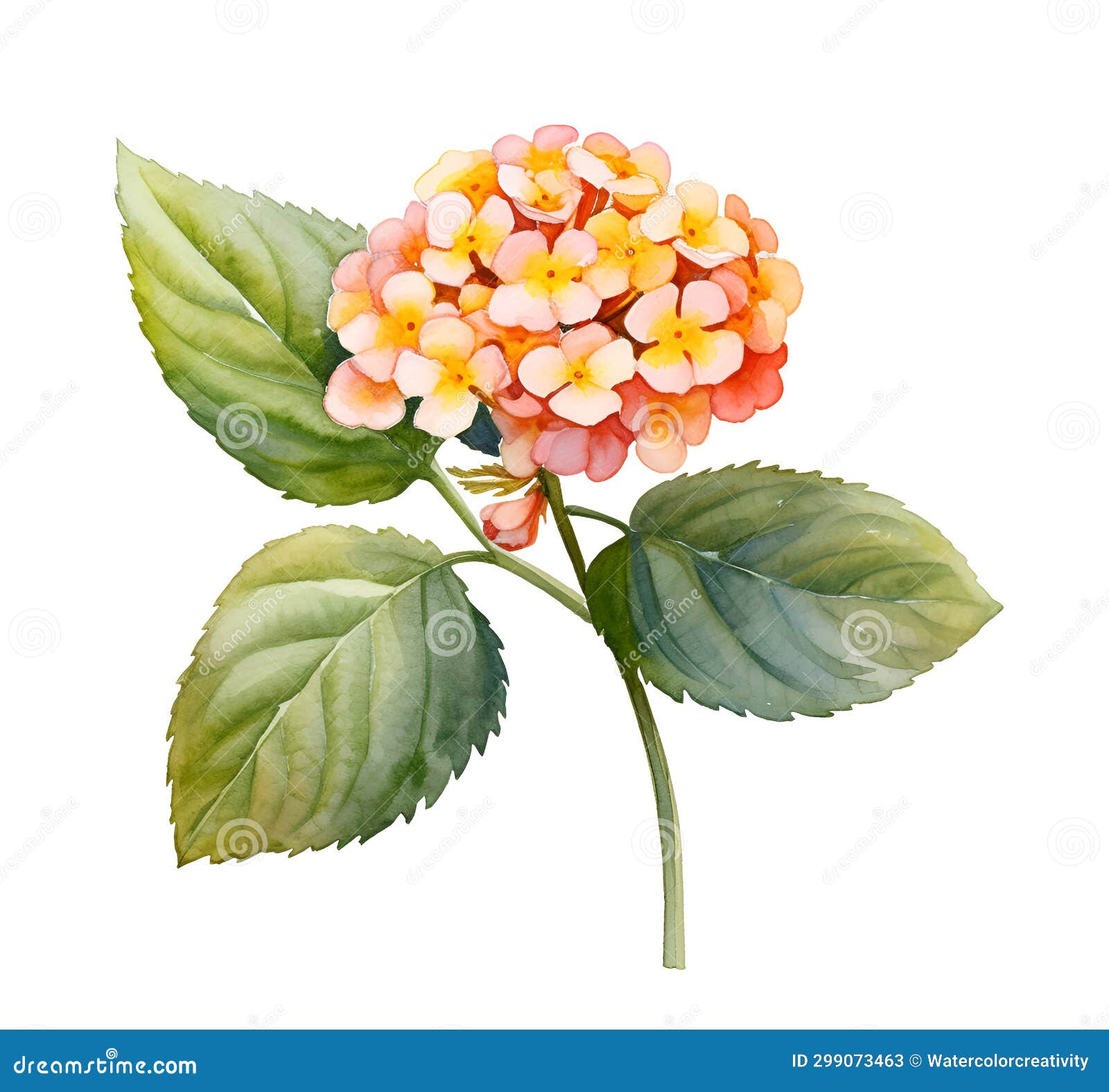 Lantana (lower product) - Stock Illustration [14730653] - PIXTA