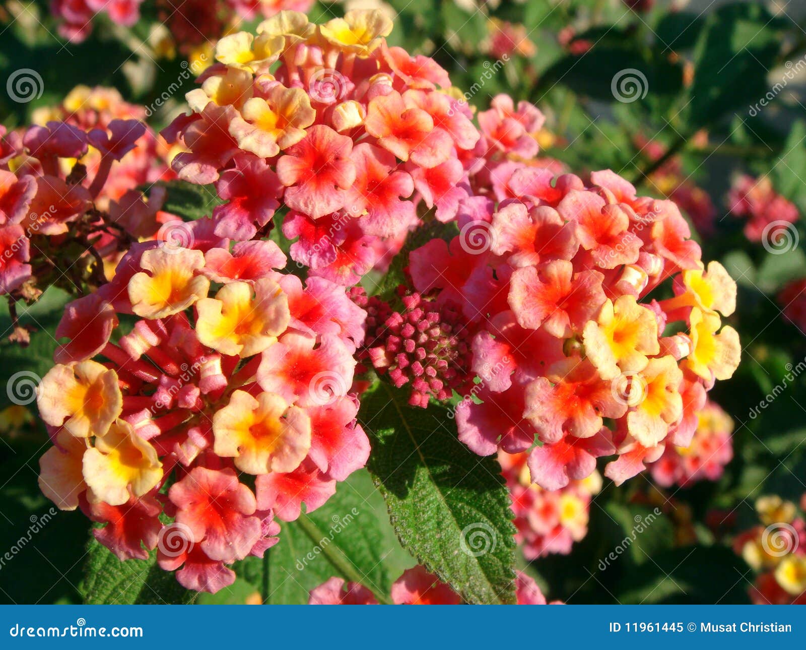 Lantana flowers stock image. Image of petal, green, lantana 11961445