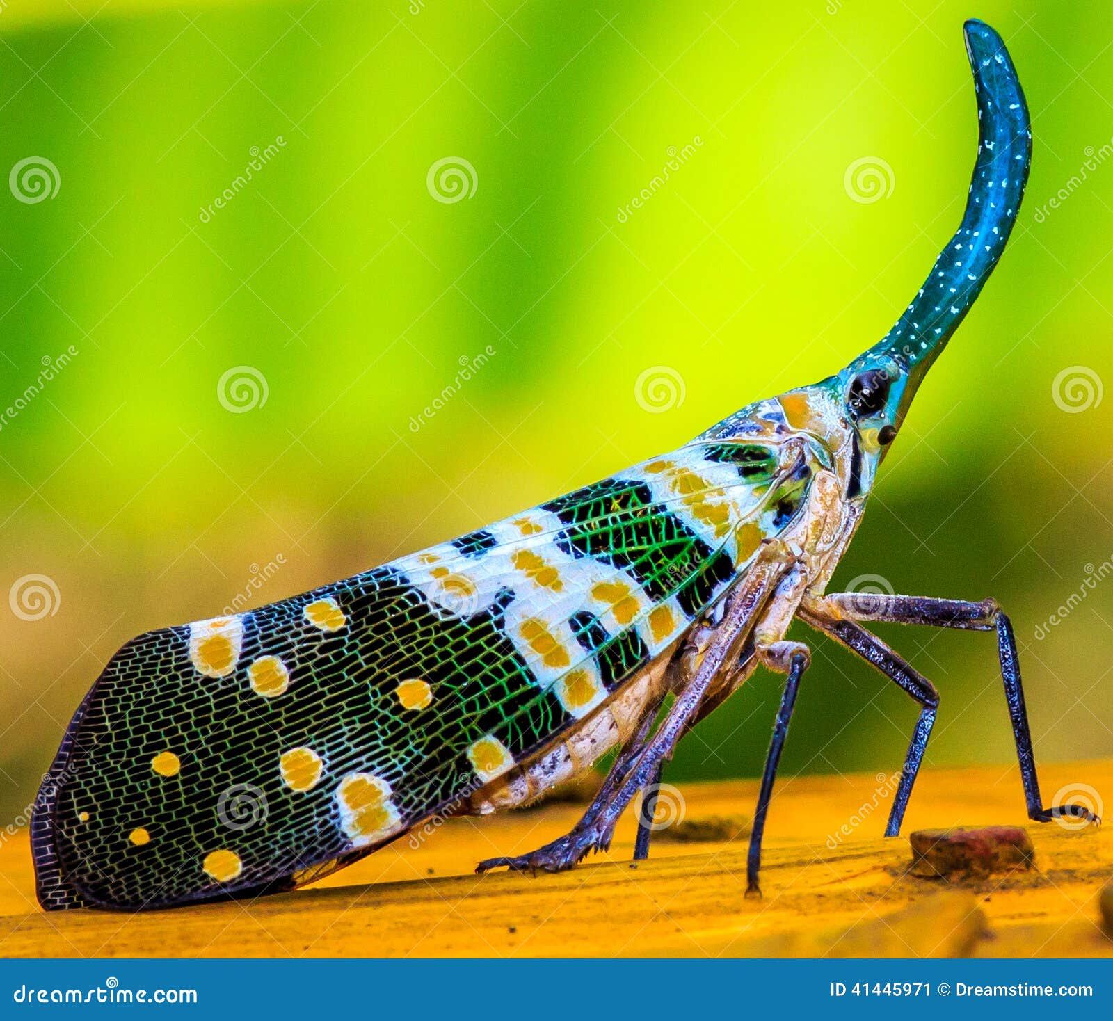 The Lantern Fly stock image. Image of east, reach, park 41445971