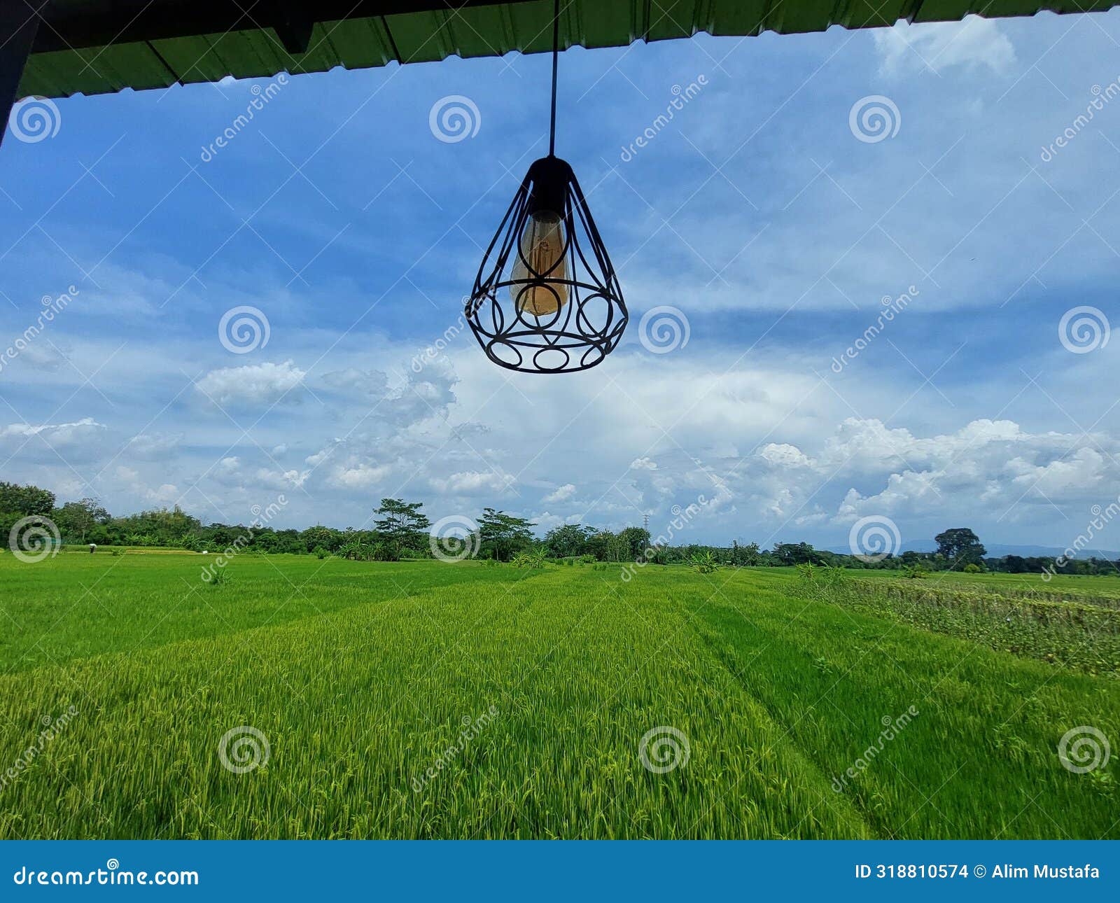 lanterns in the middle of the rice fields