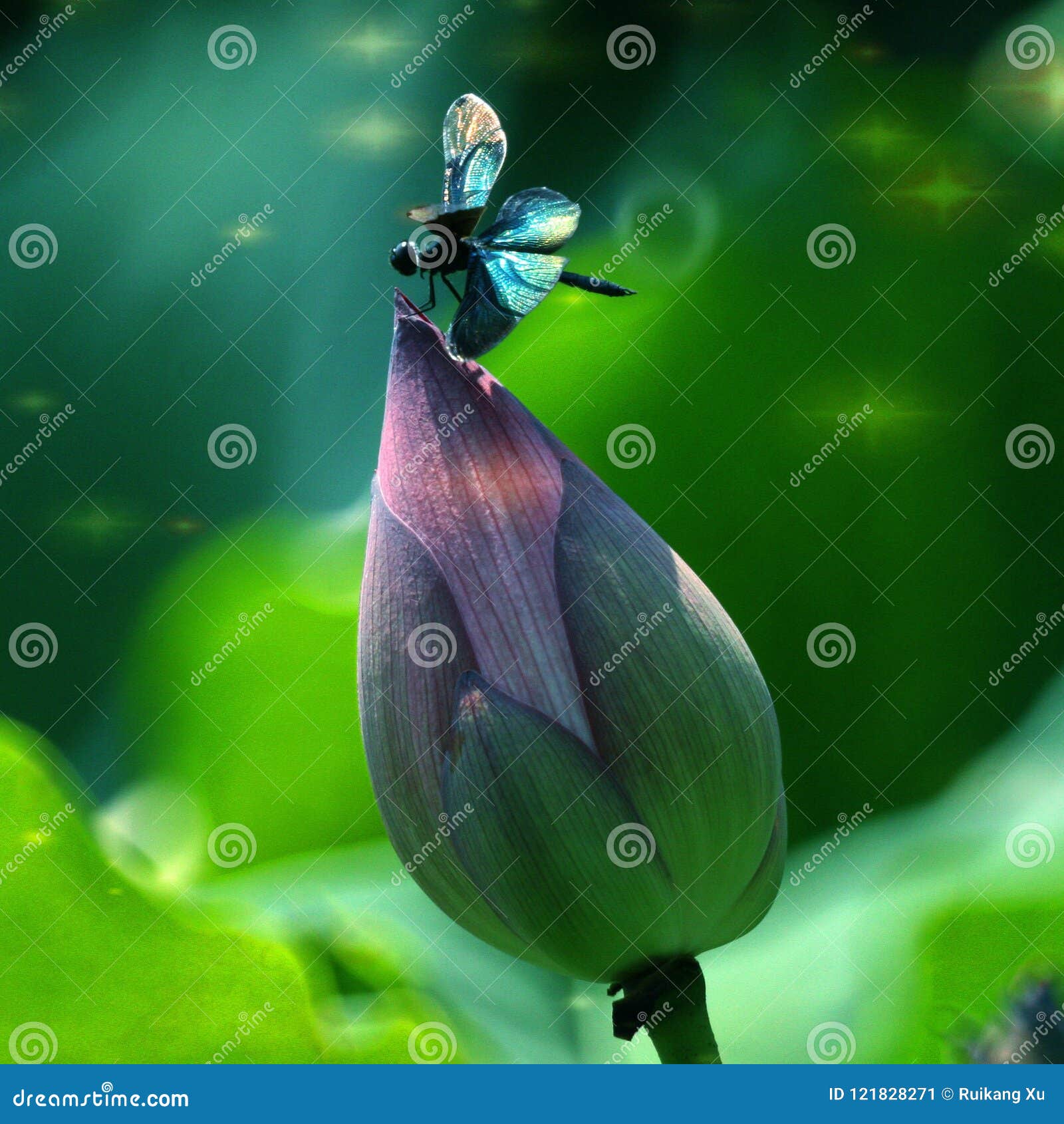lanyan ting - blue demon ji in the lotus pond