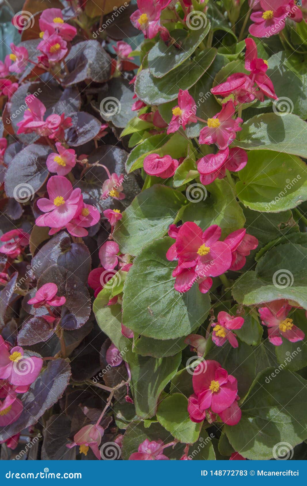 Lanzamiento Ascendente Cercano De La Planta De La Begonia De Cera Imagen de  archivo - Imagen de begonia, colgante: 148772783