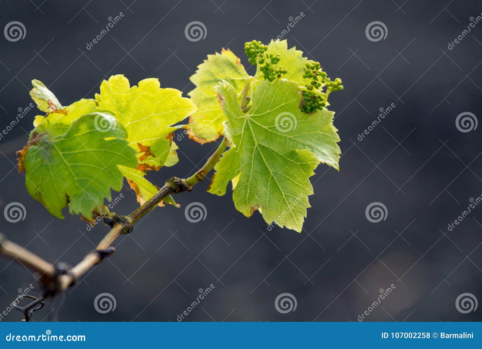 lanzarote vineyards build on lava, la geria wine region, malvasia grape vine in winter