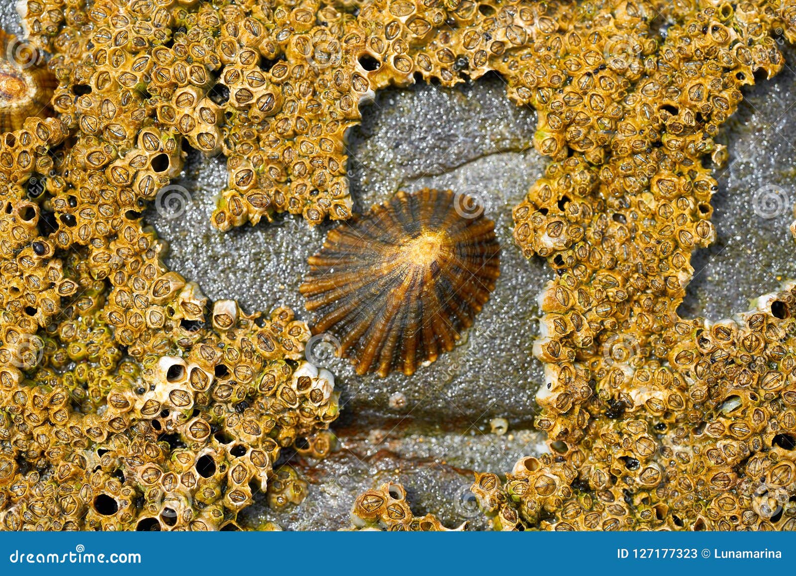 lapas limpet barnacles in ribadeo galicia of lugo