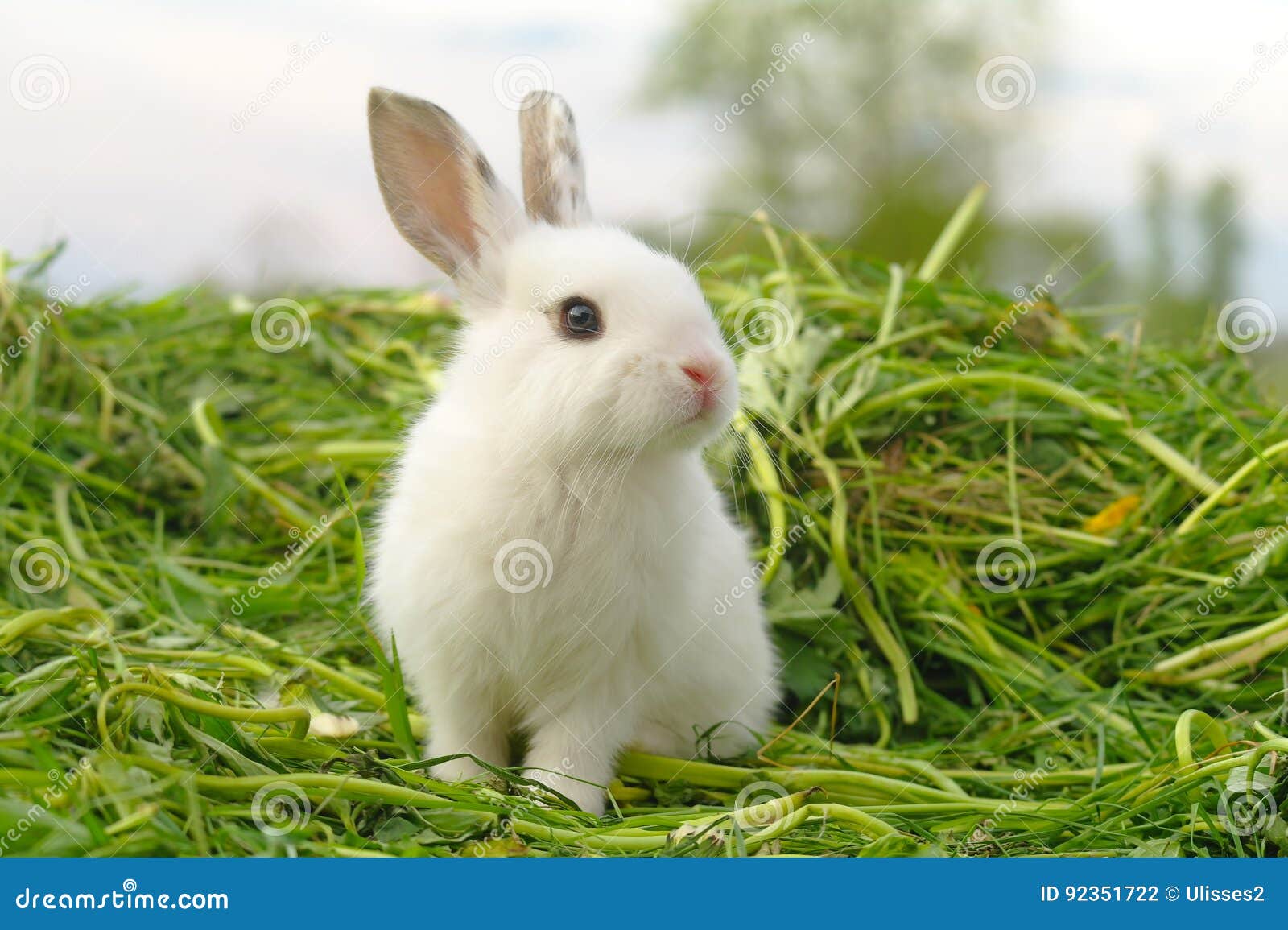 Lapin blanc sauvage sur la ferme d'herbe Photo Stock - Alamy