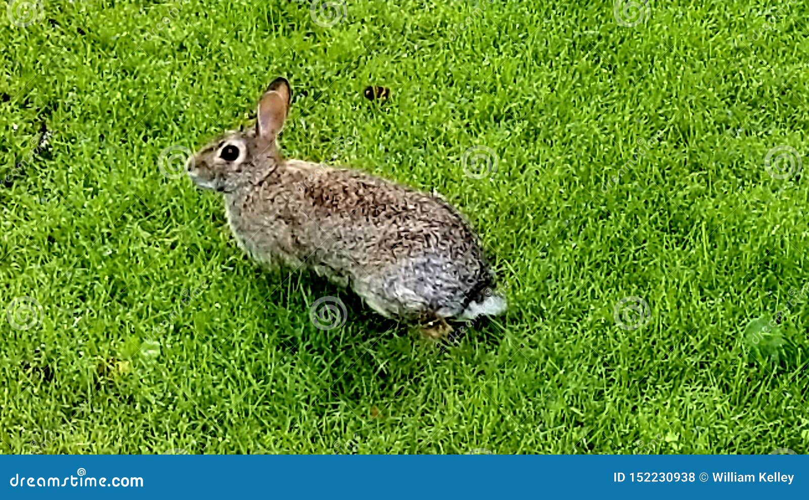 Lapin Drole De L Indiana Photo Stock Image Du Lapin Lapin Drole De L Indiana Photo Stock Image Du Lapin